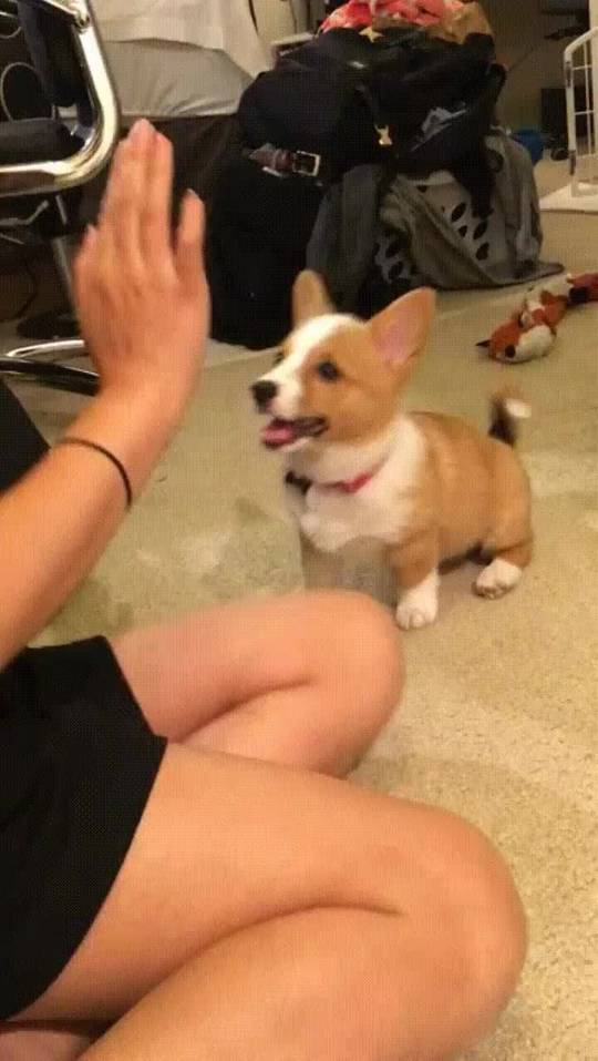 Corgi High Five Scrolller