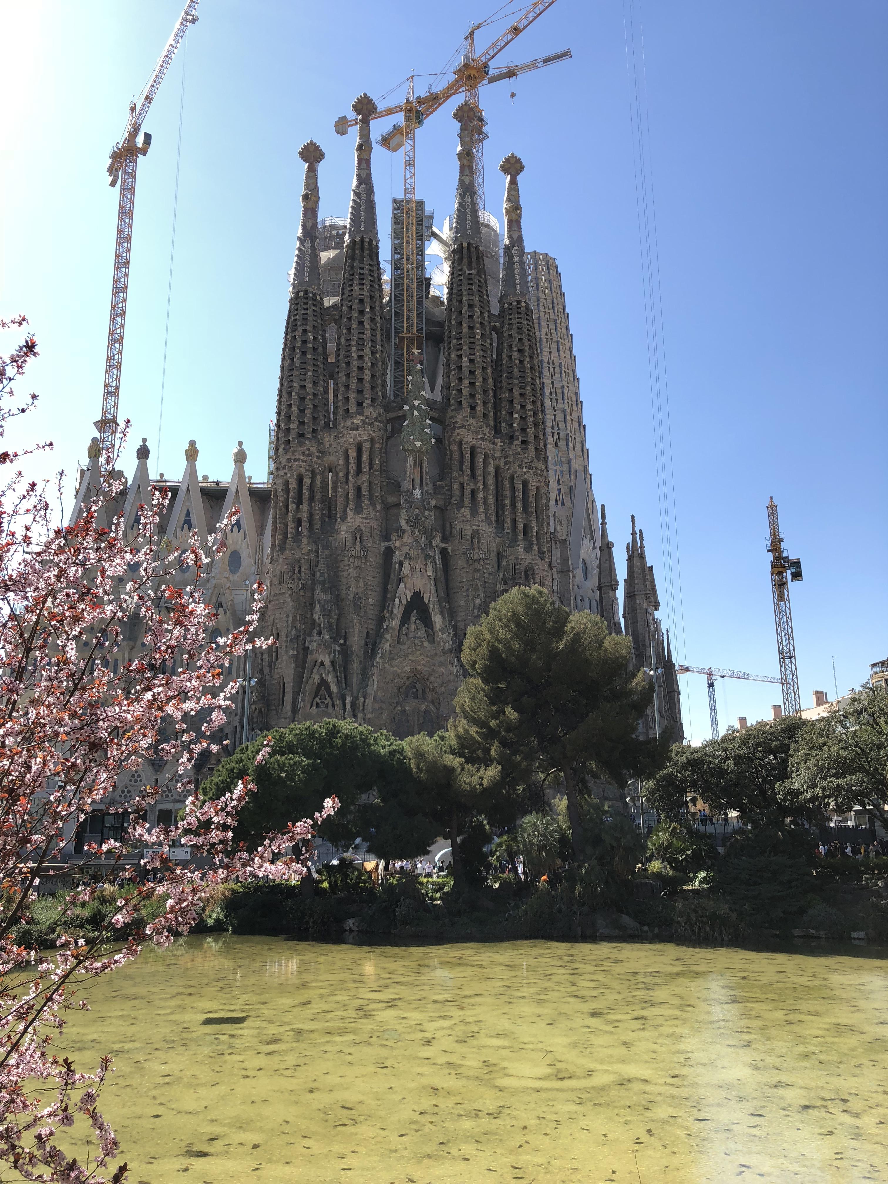 La Sagrada Familia 9 2 19 With Cherry Blossoms In Full Bloom Scrolller