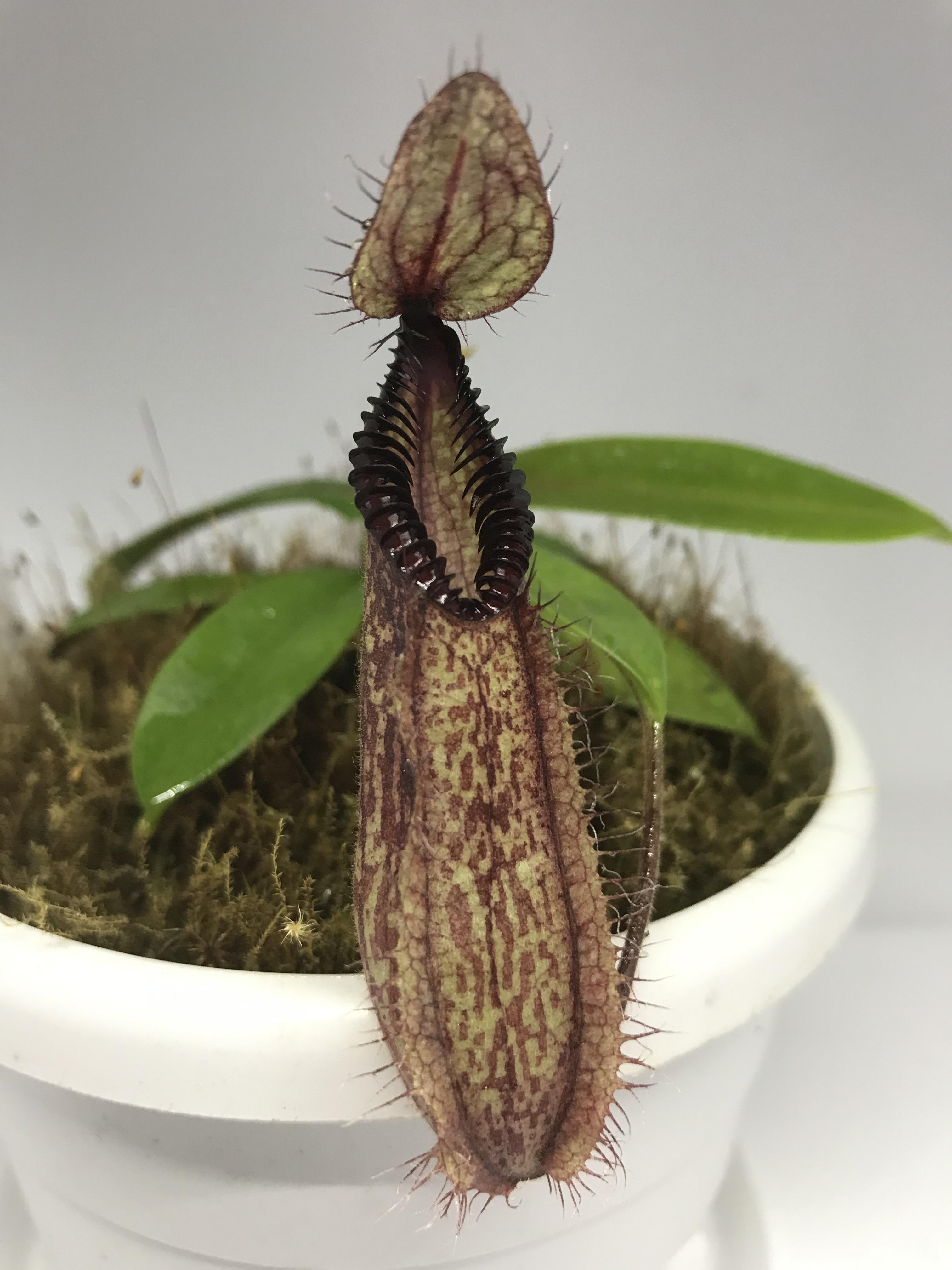 Nepenthes Hamata Scrolller