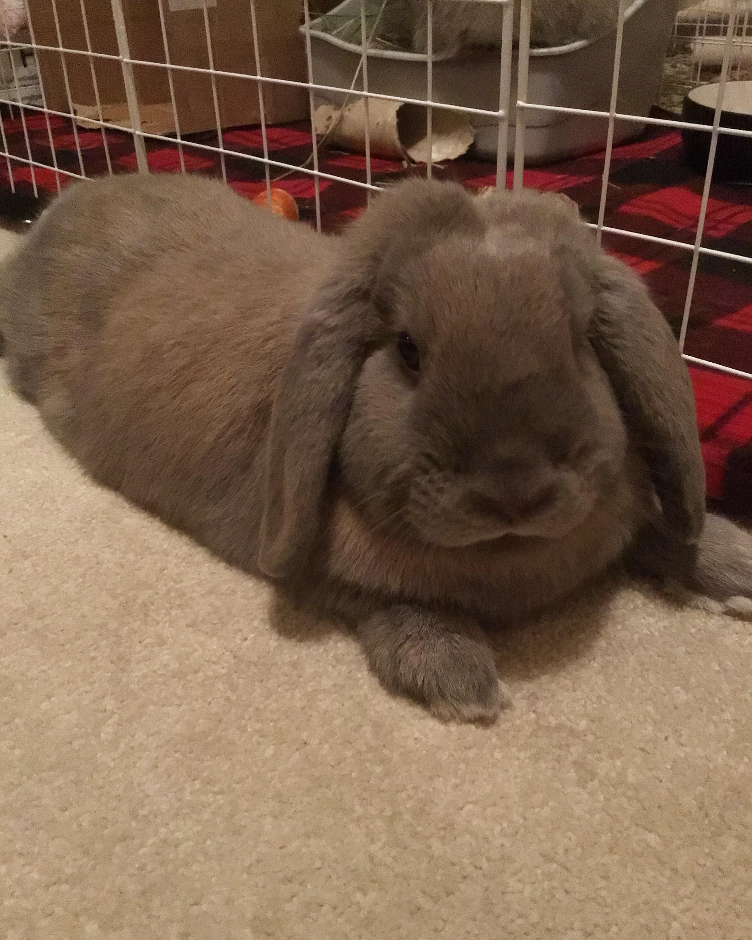 Our Lil Bun Captain Raymond Holt Also Known As Ray Raymond Bun Ray