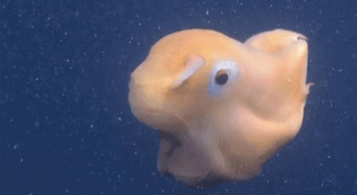 The Dumbo Octopus A Fascinating Species Scrolller