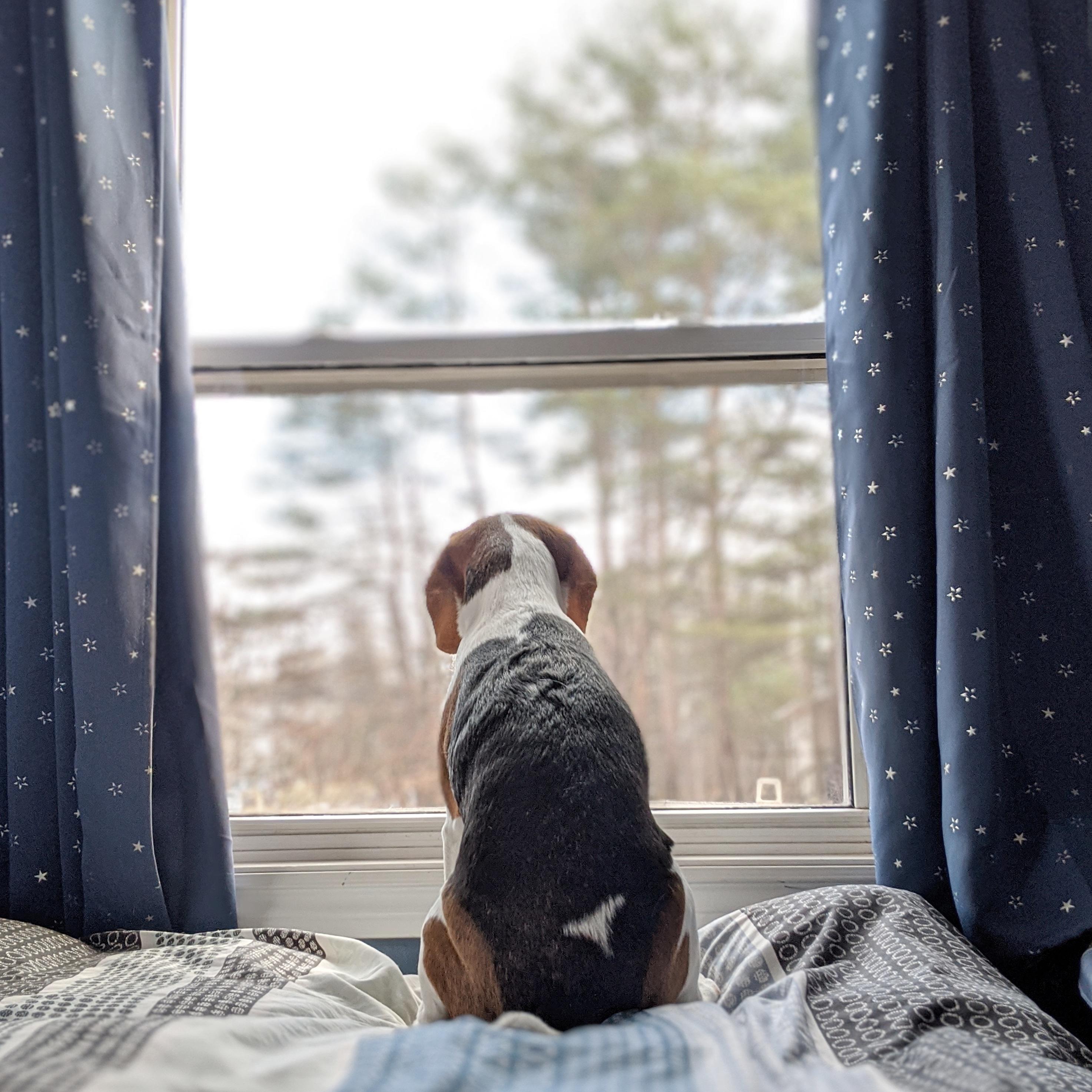 Guarding The House Against Cats Squirrels And People Walking Down The