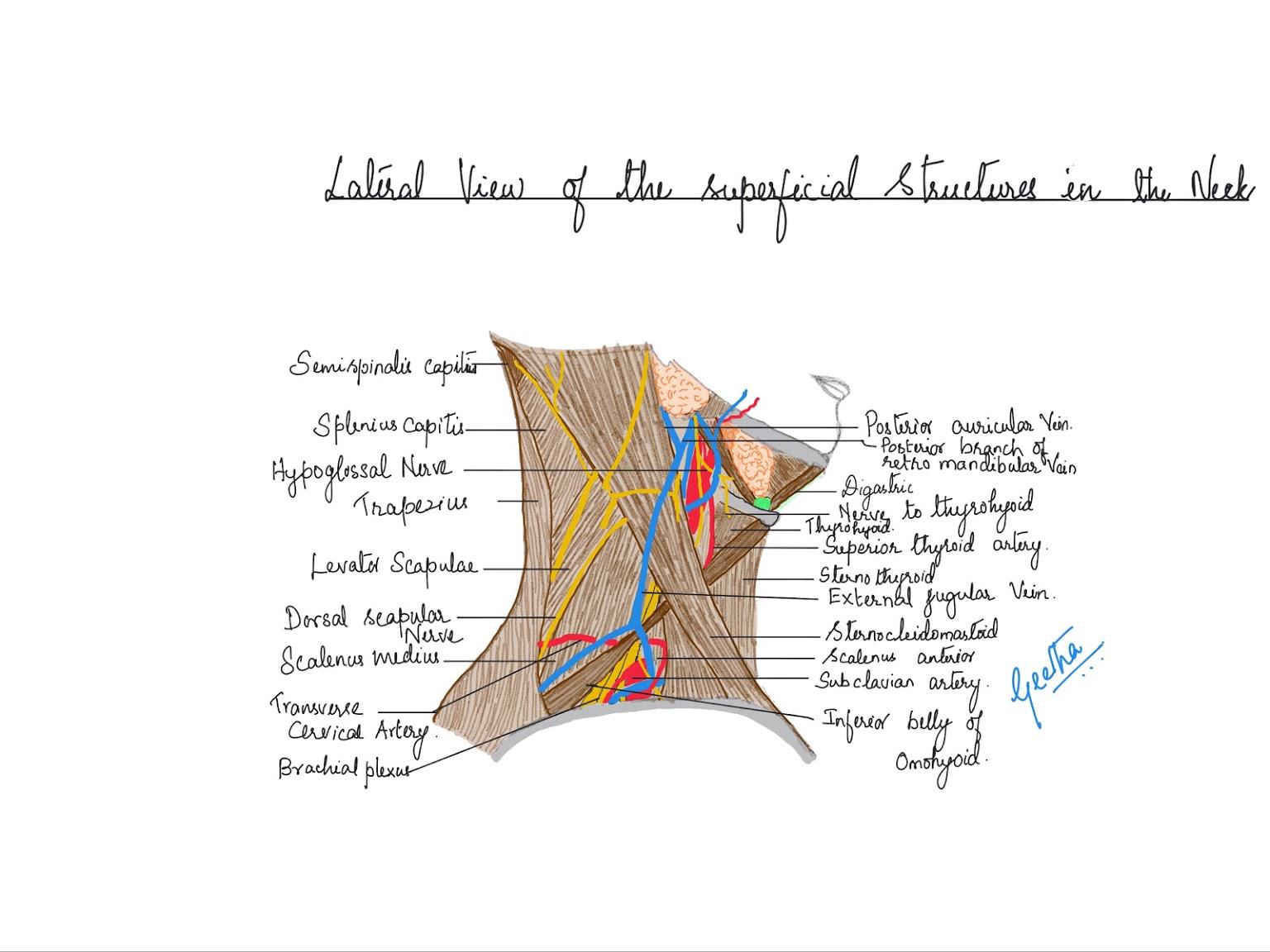 Lateral View Of Superficial Structures Of The Neck Scrolller