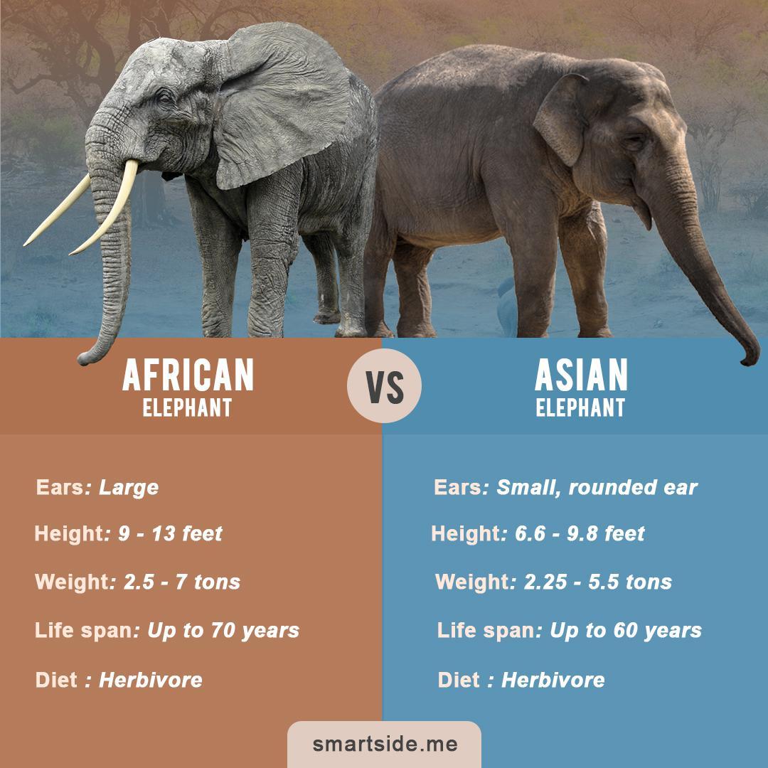 The Difference Between The African Elephant And The Asian Elephant