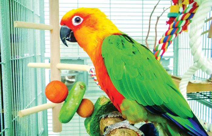 What Are The Favorite Foods When Parrot Scrolller