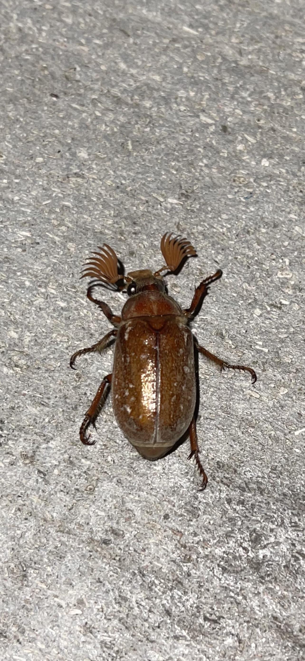 Beetle With Eyelash Extensions Scrolller