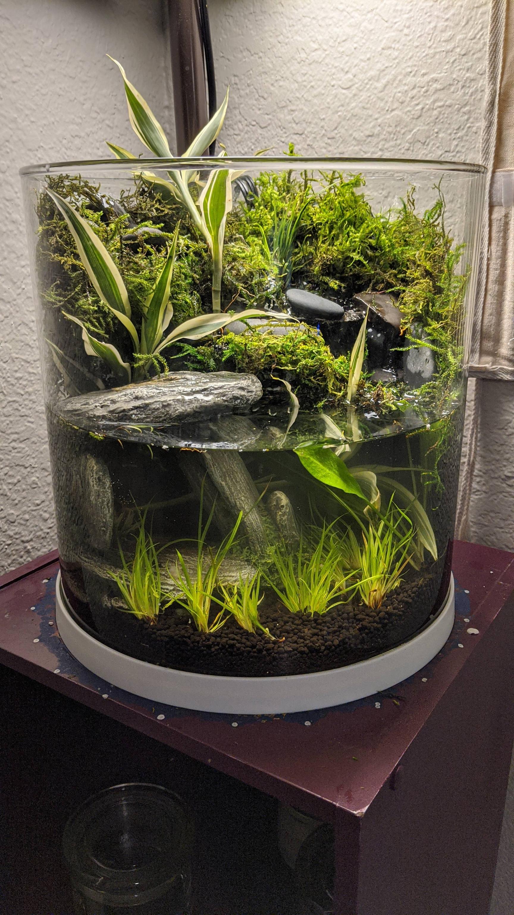 My First Ever Paludarium Build I Ve Learned So Much In The Process And