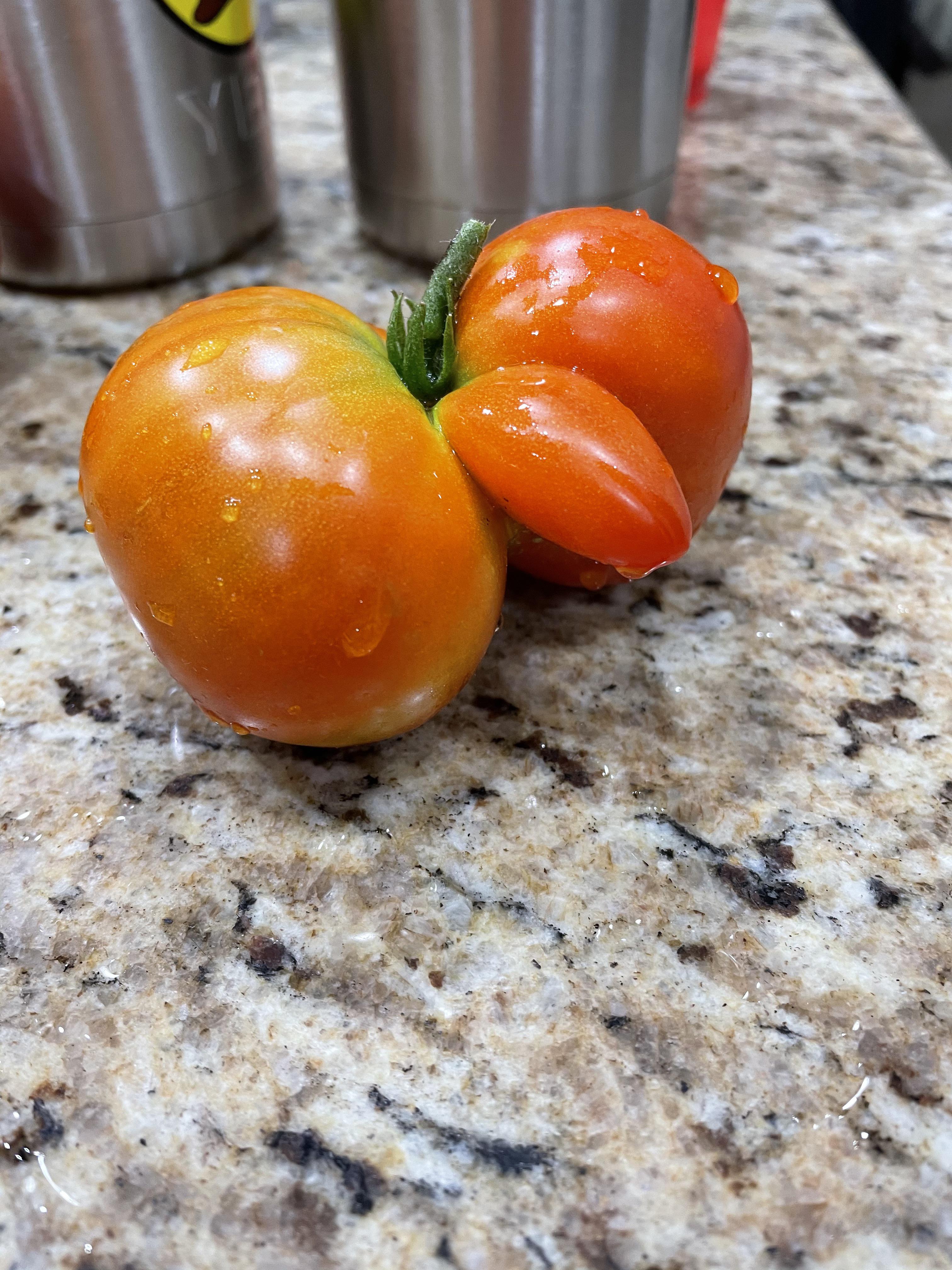 This Tomato Belongs In Chastity Scrolller