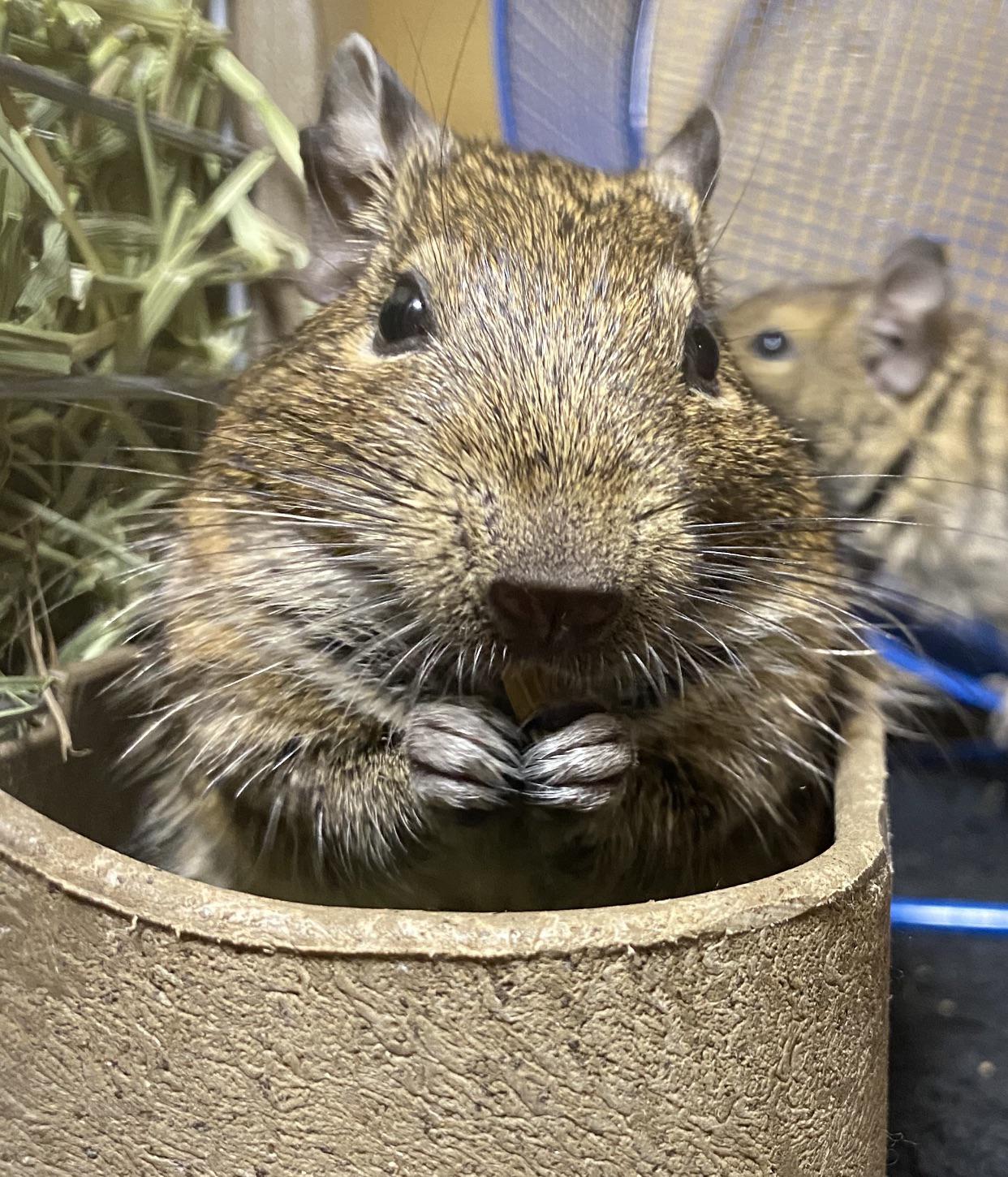 Calvin And Leonardo The Rescue Degus Wanted To Stop In And Say That