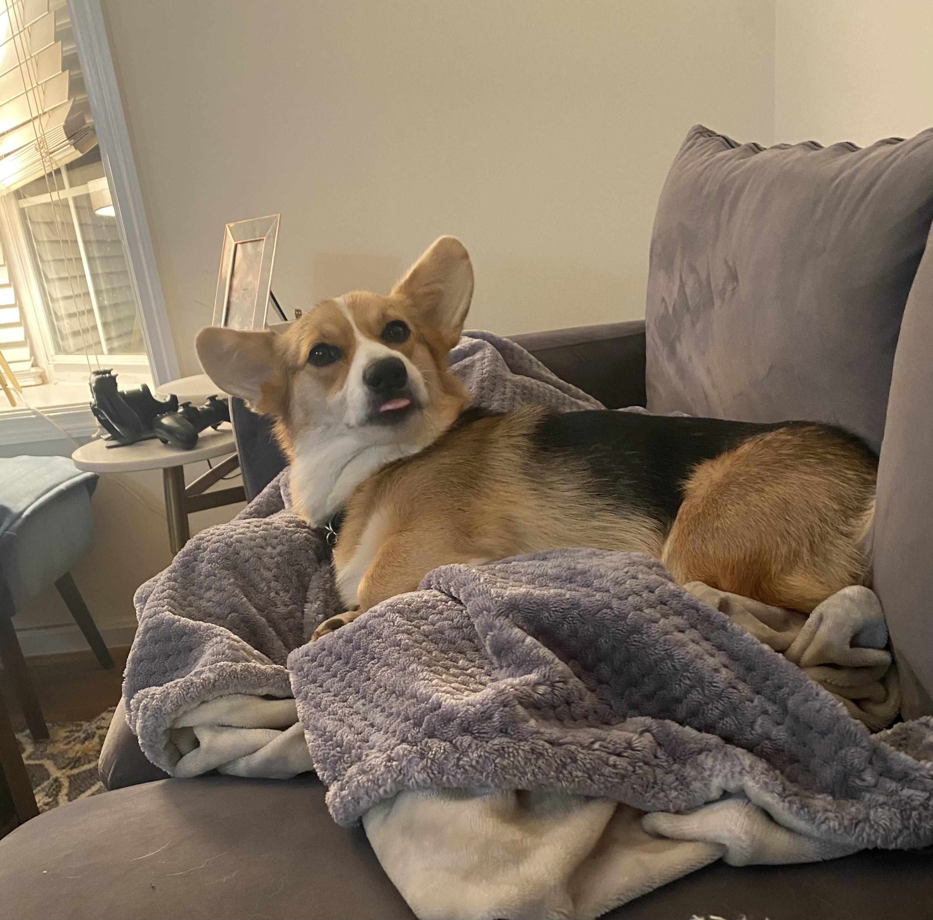 Never Wake A Snoozing Corgi Scrolller