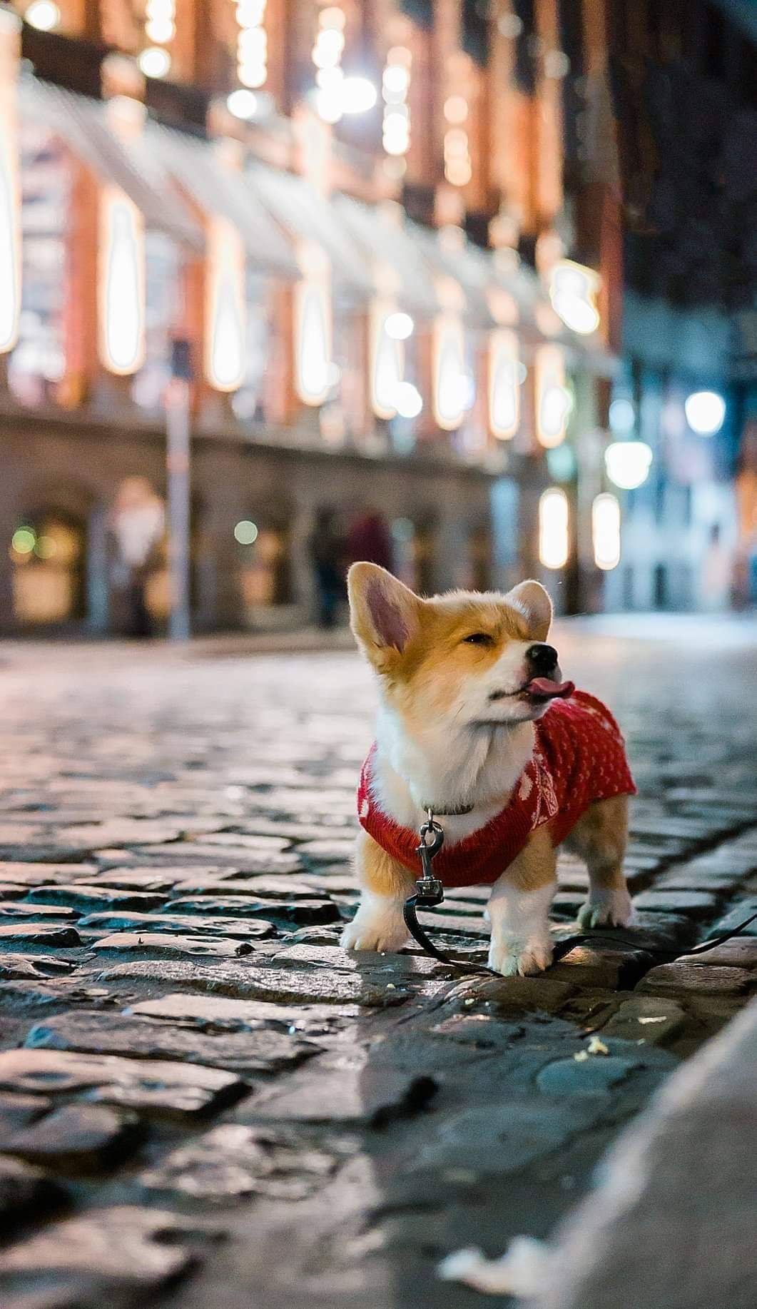 Christmas Corgi Scrolller