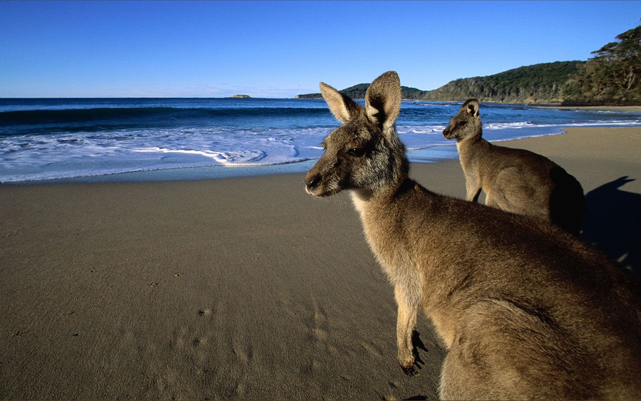 Two Possibly Stoned Kangaroos Chilling On The Beach At Dawn 1280x800