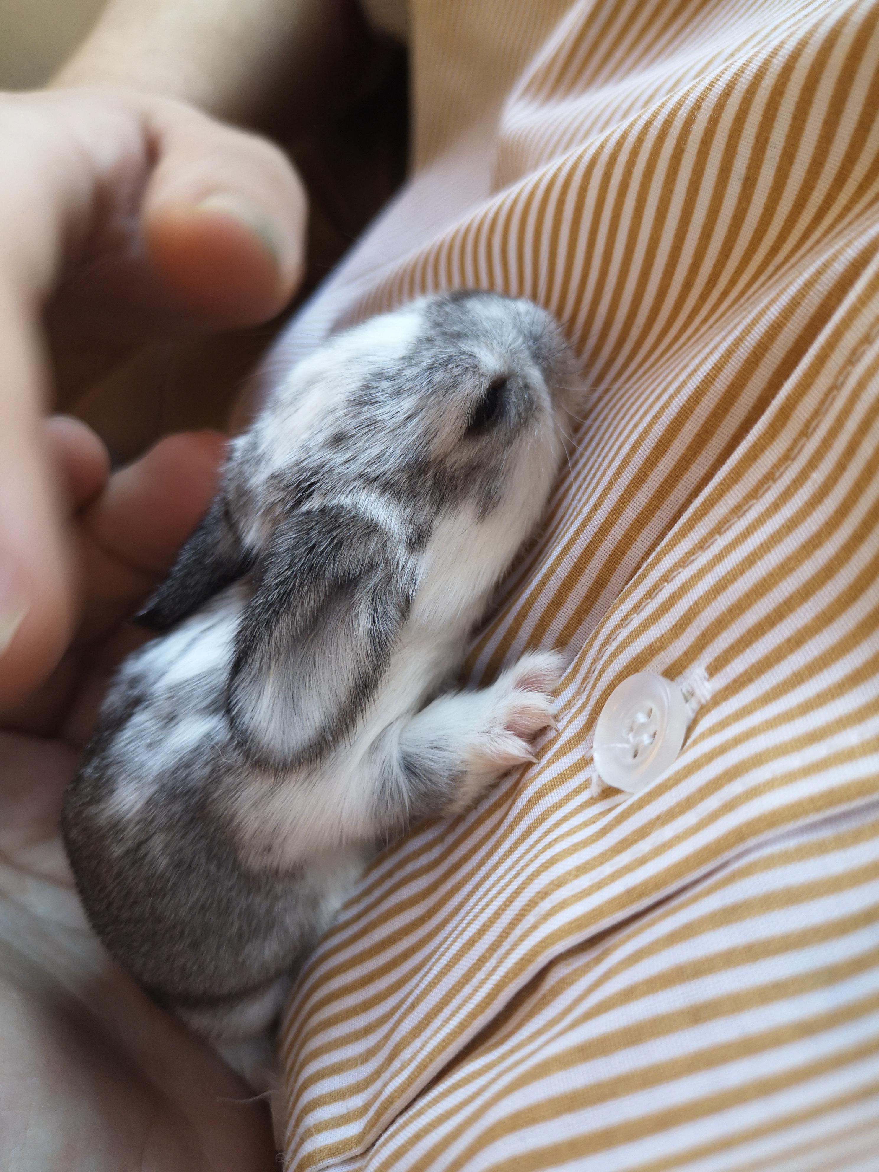 10 days old bunny opening its eyes | Scrolller