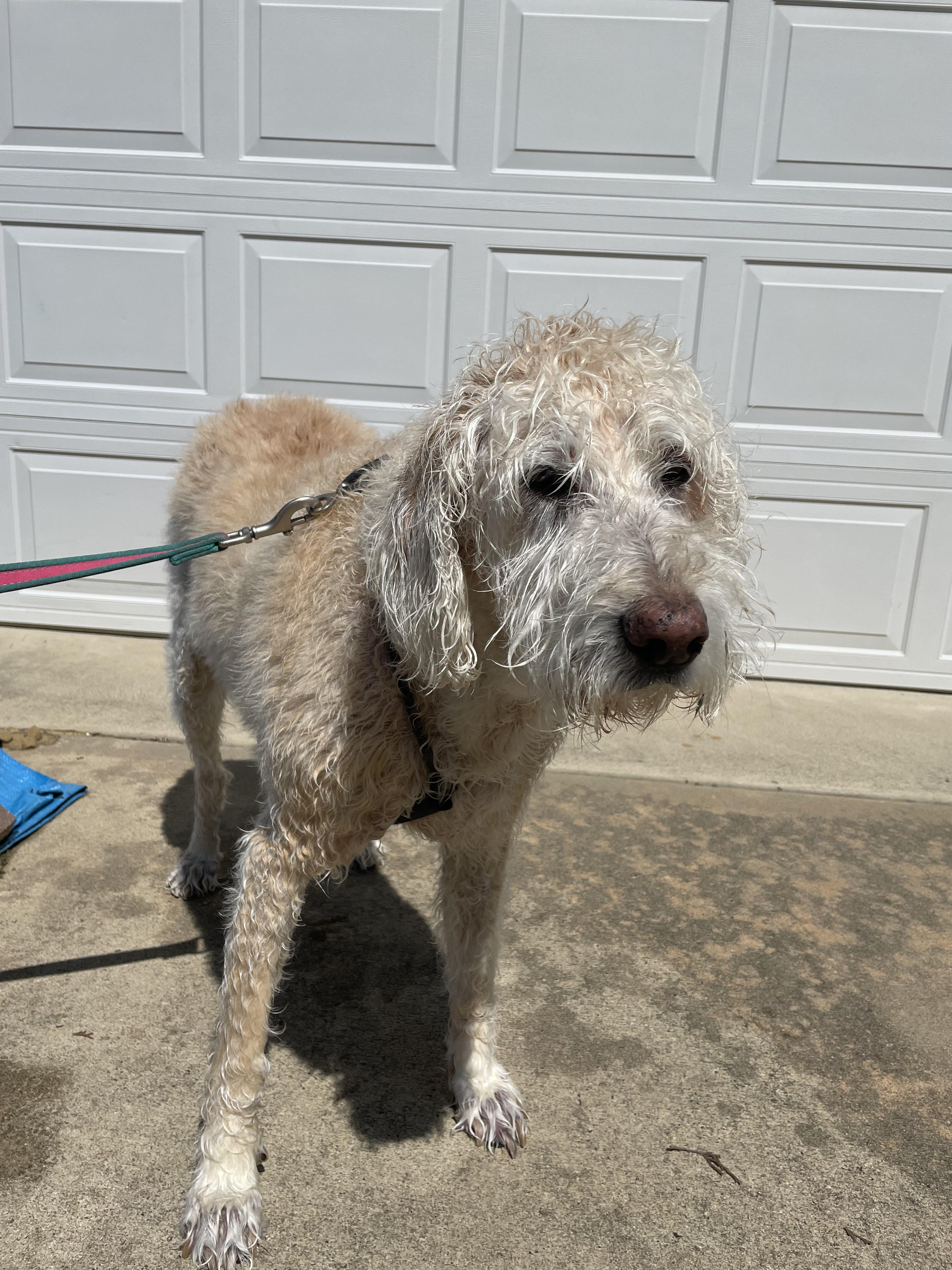 13 years old and still hates bath time! Scrolller