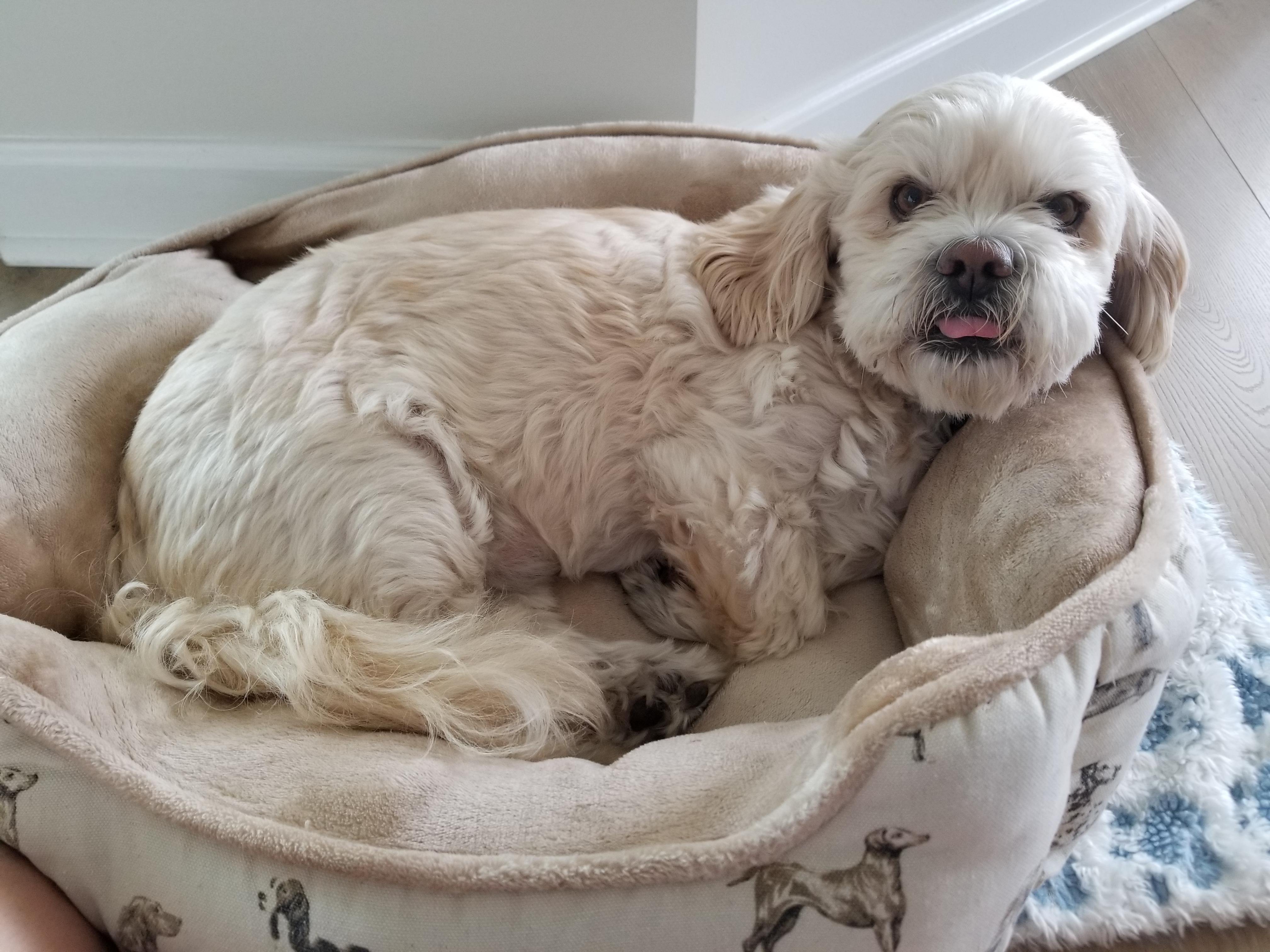 13-years-old-still-a-puppy-scrolller