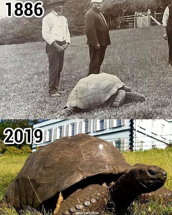 🔥 190 year old tortoise | Scrolller