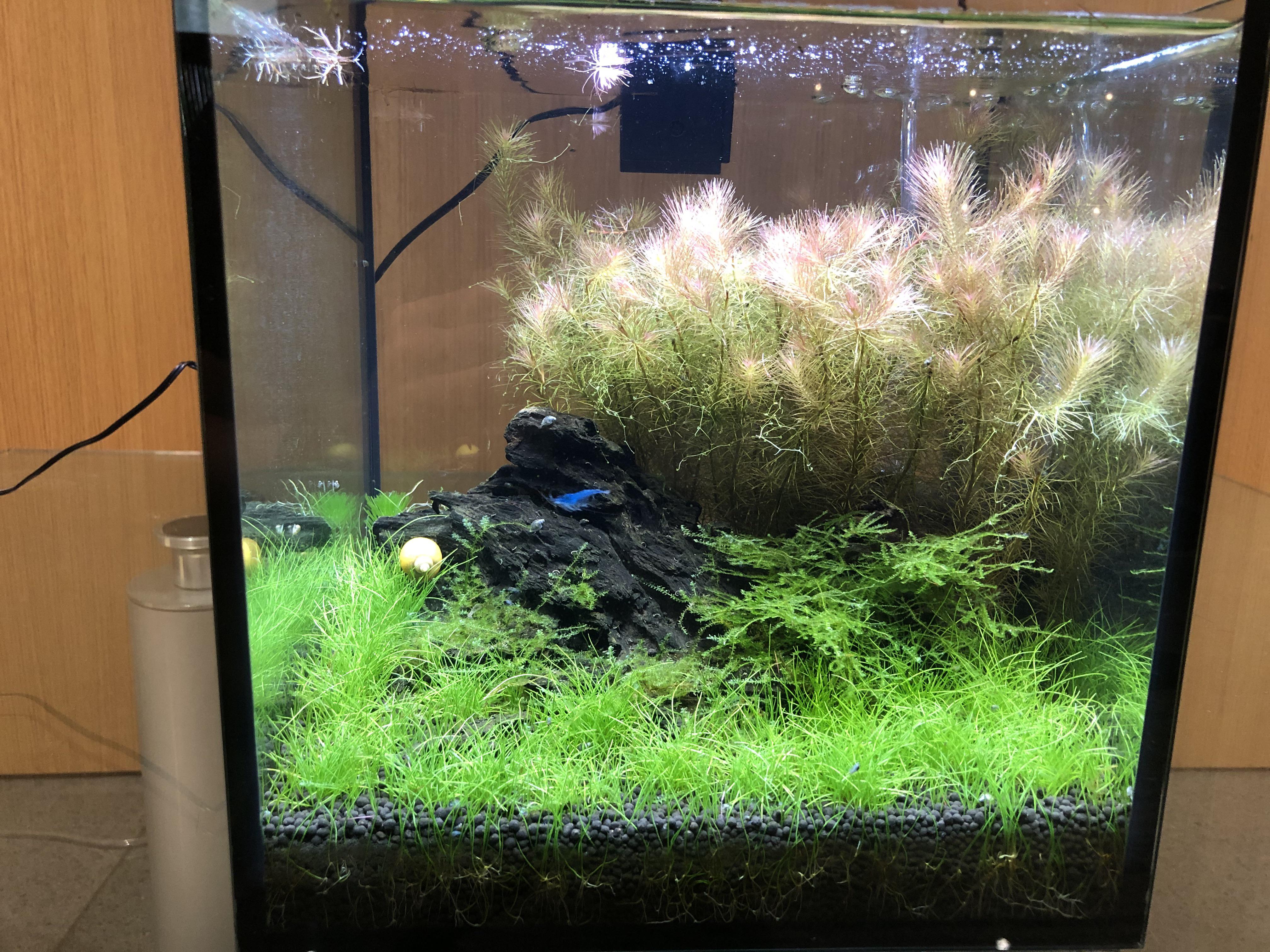 2 month old 4.5 gallon shrimp tank | Scrolller