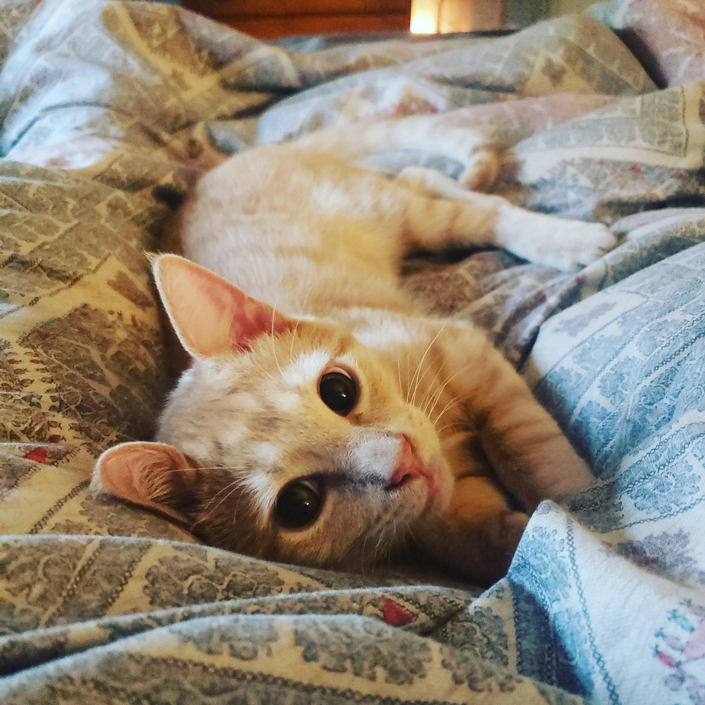 6 months old and changing from kitten to cat before my eyes. Stay