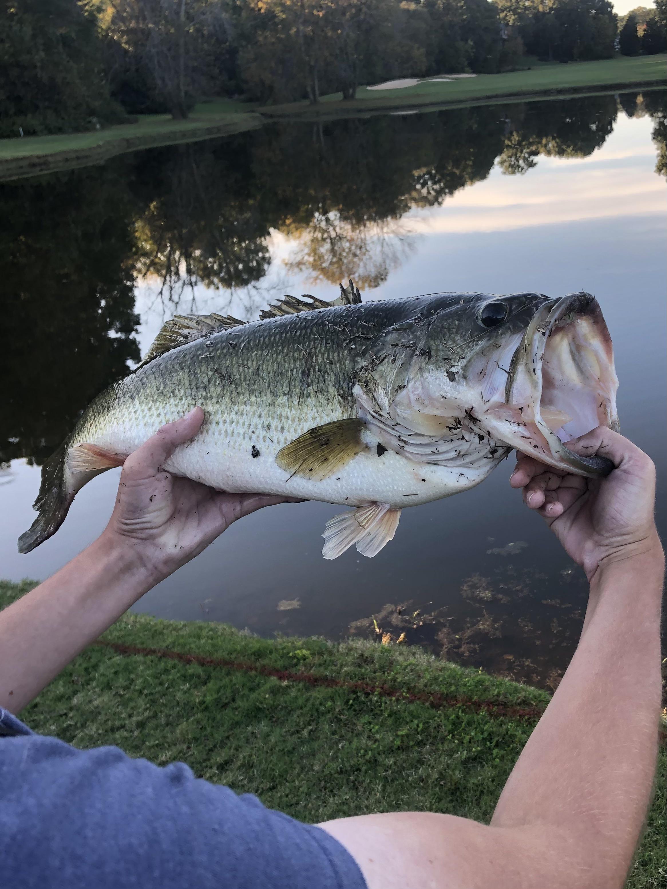 7 Pounder on a Booyah Spinnerbait | Scrolller