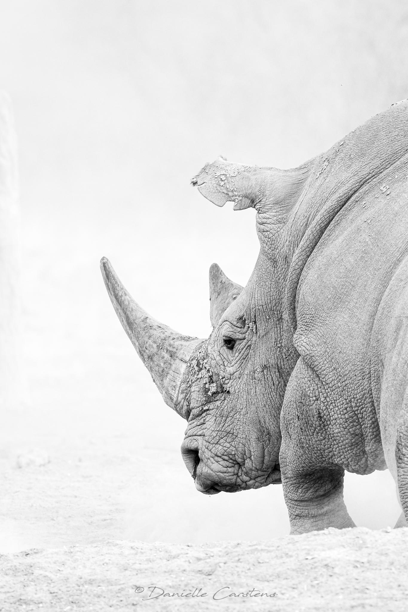 A Beautiful Rhino In Africa Theyre Just One Of A Kind Dont Let Them