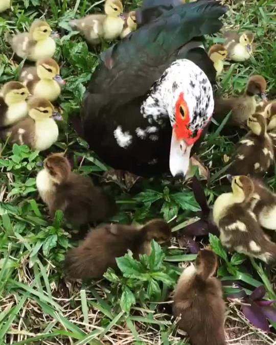 A Bunch Of Baby Ducks | Scrolller