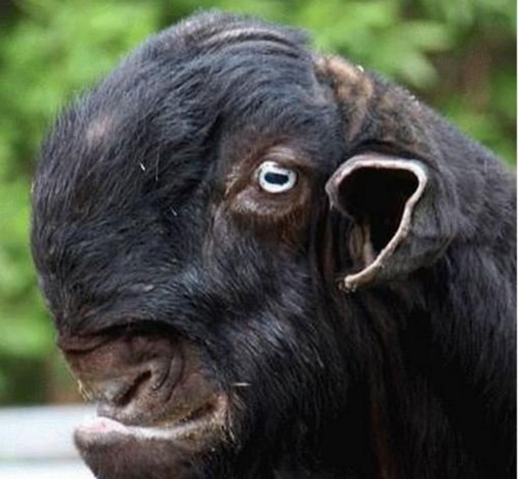 A Damascus Goat, another alien-looking species local to this version of ...