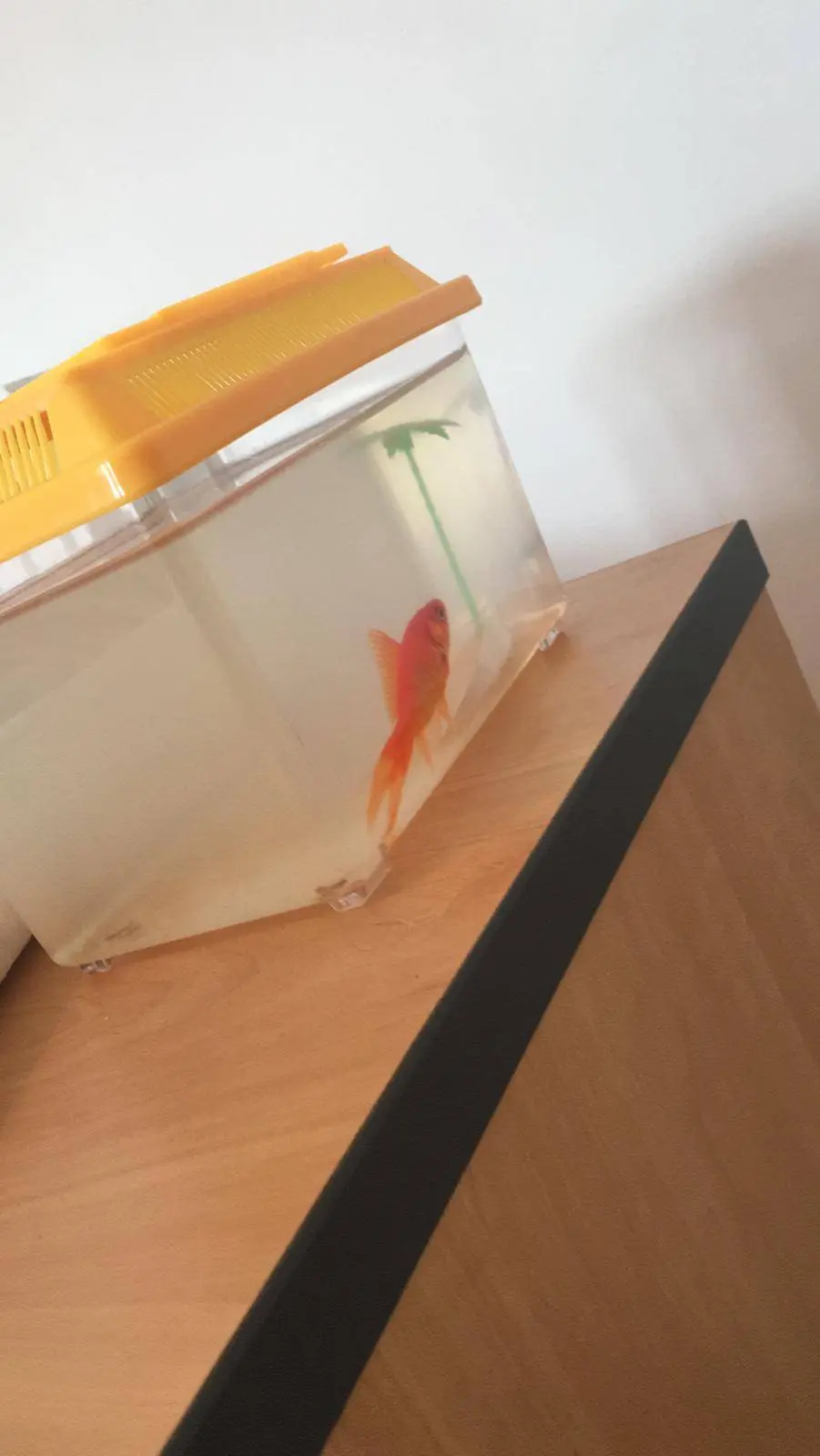 A friend won a goldfish at a fun fair and came to me asking why it was ...