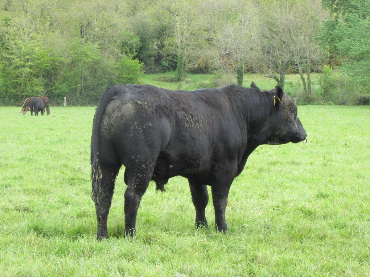 A good picture of an angus bull | Scrolller