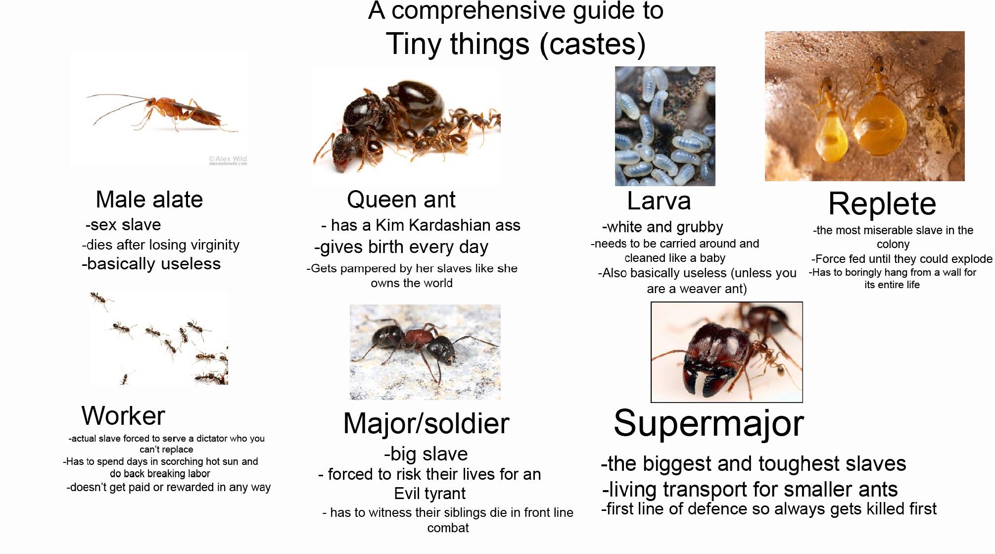 A guide to ant castes! | Scrolller