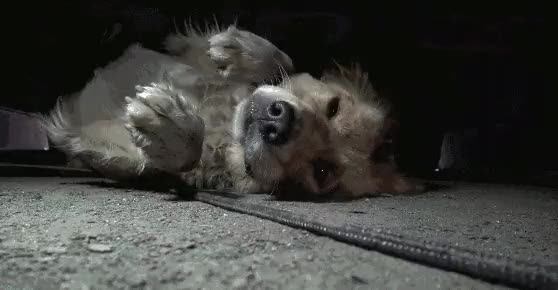 A homeless Golden Retriever is rescued.