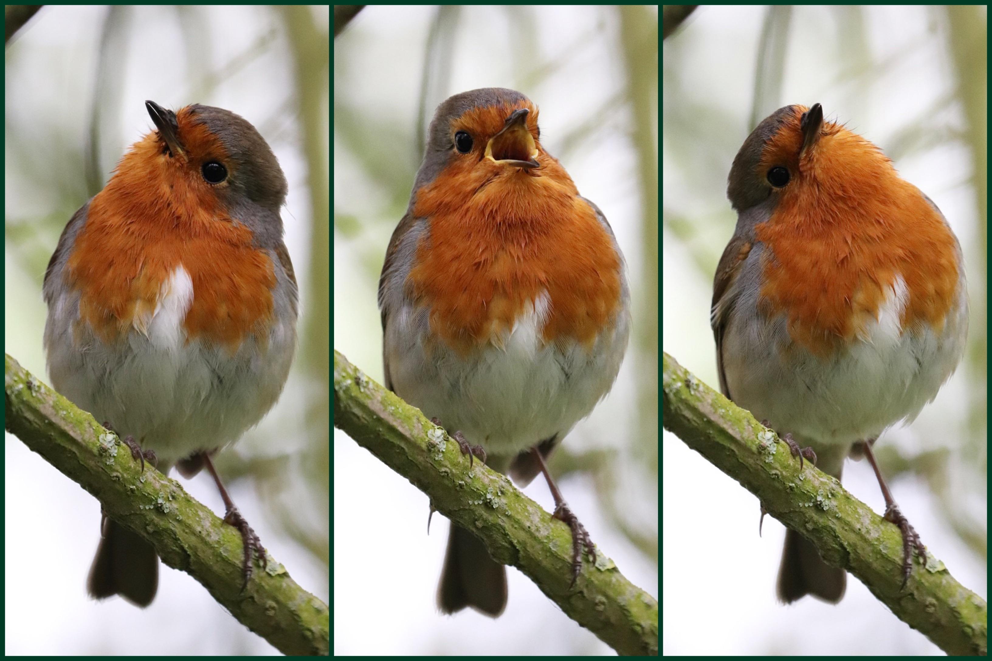 Robin Calling A local Robin listening and calling. | Scrolller