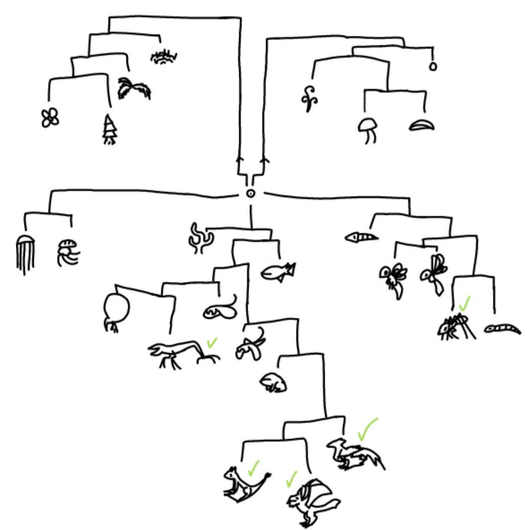 A simplistic life tree showing the creatures of my ficional world ...