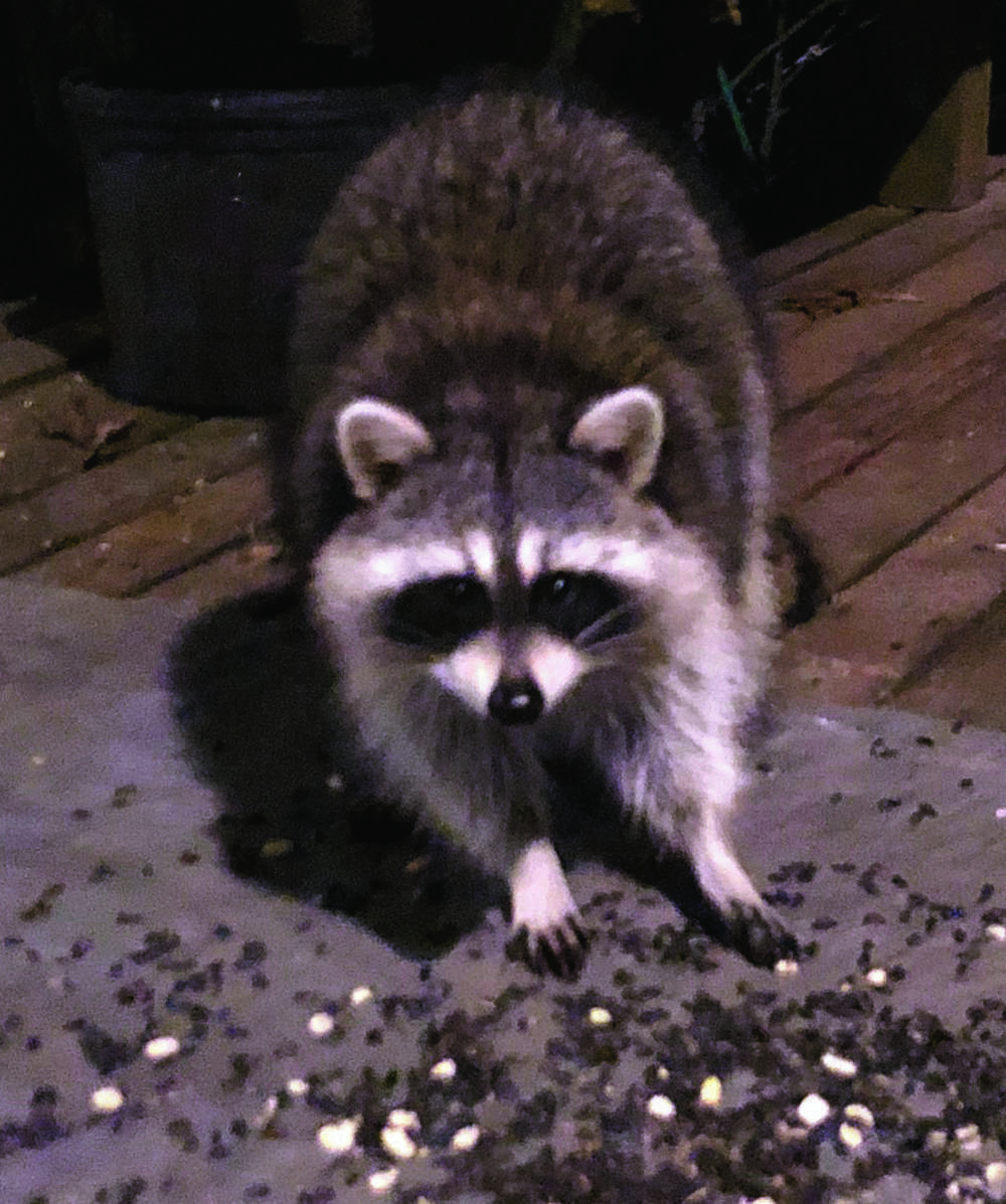 A typical Southern Indiana Raccoon that visited last night. | Scrolller