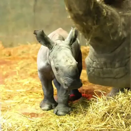 Absolutely adorable baby rhino