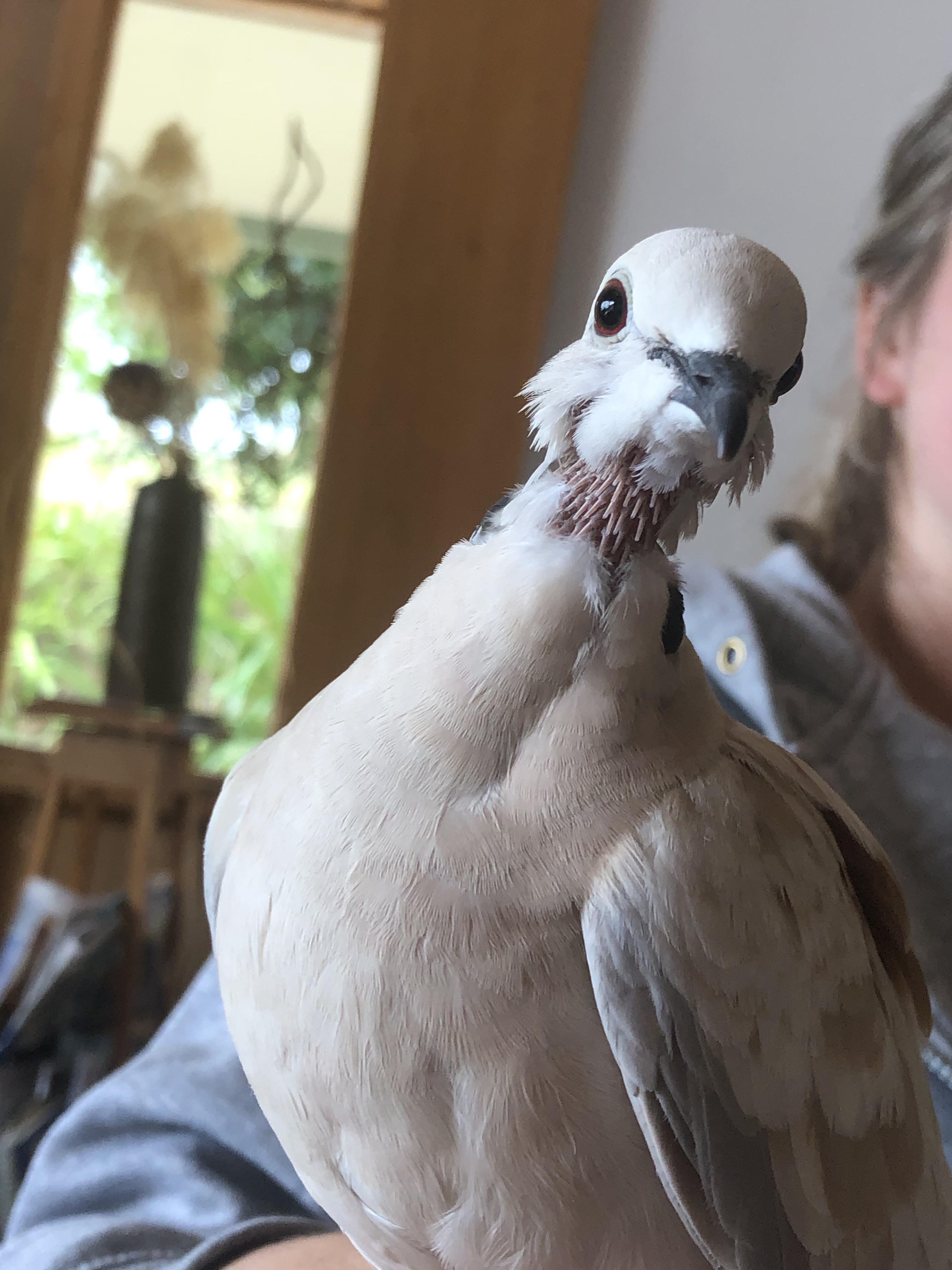 Advice needed dove missing neck feathers scrolller