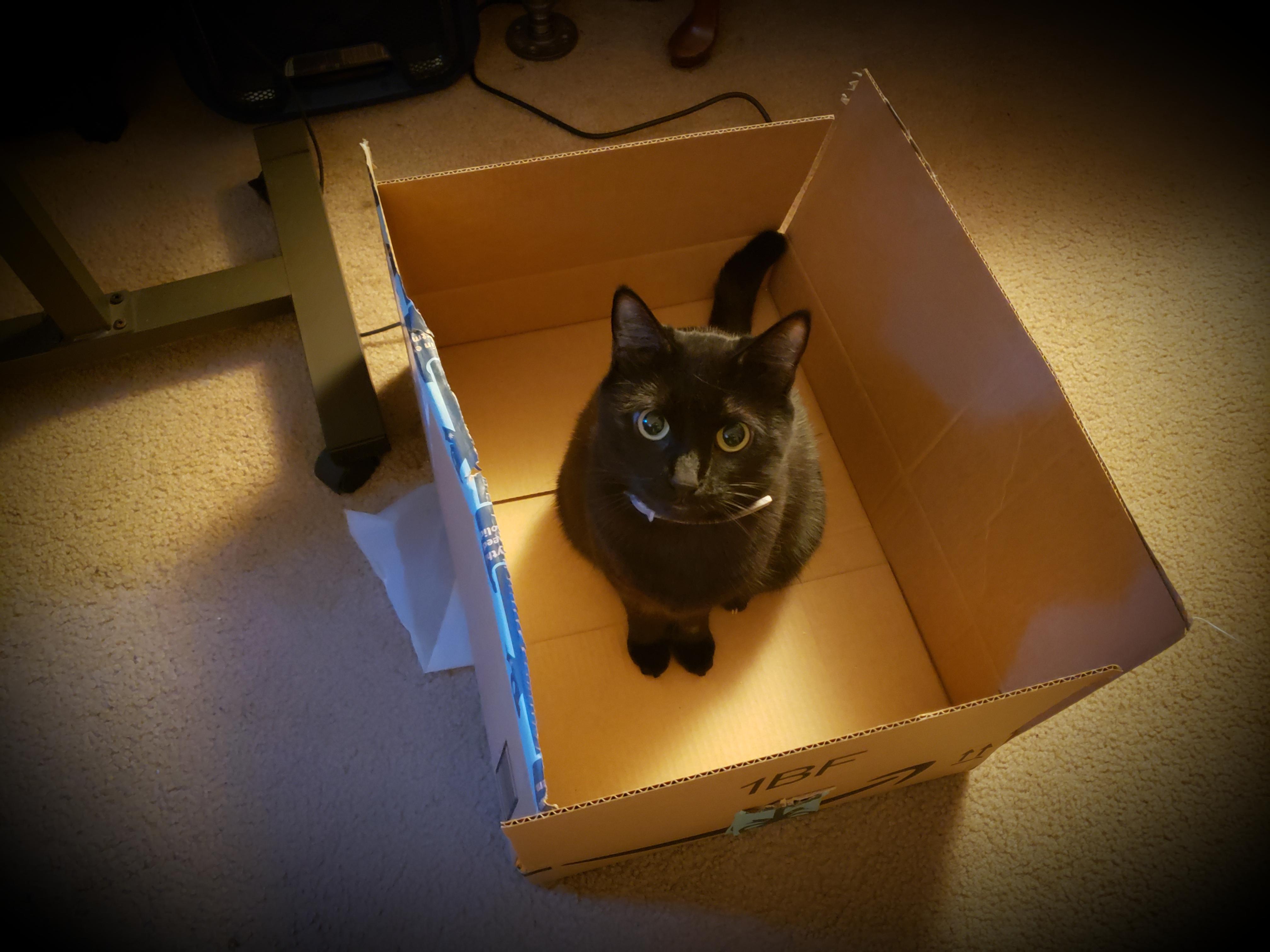 After receiving my Amazon order she repurposed the Box | Scrolller