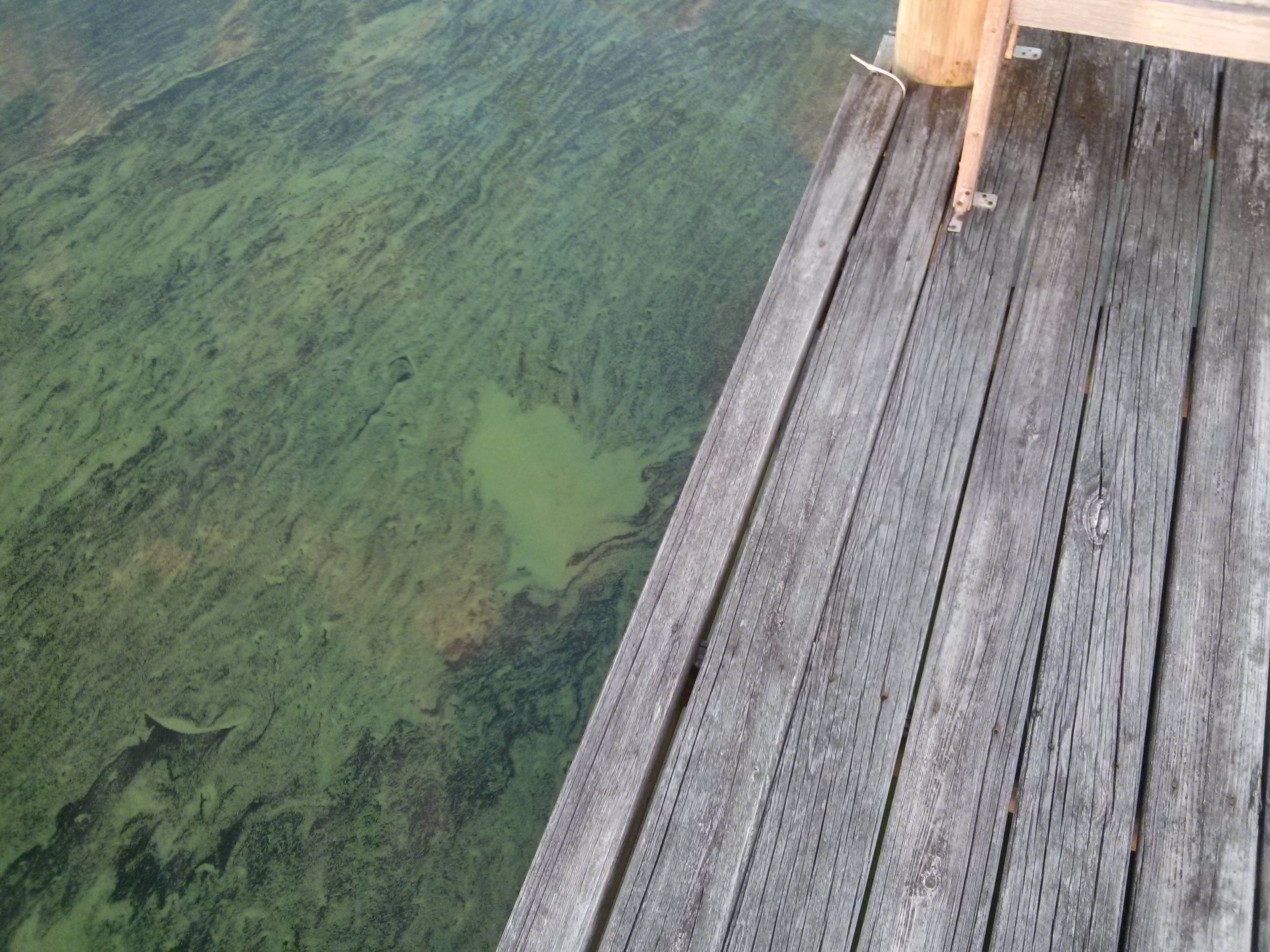 14. Algal Bloom Disaster: This Could Be Worse Than You Imagine – Sa - 0gk82of