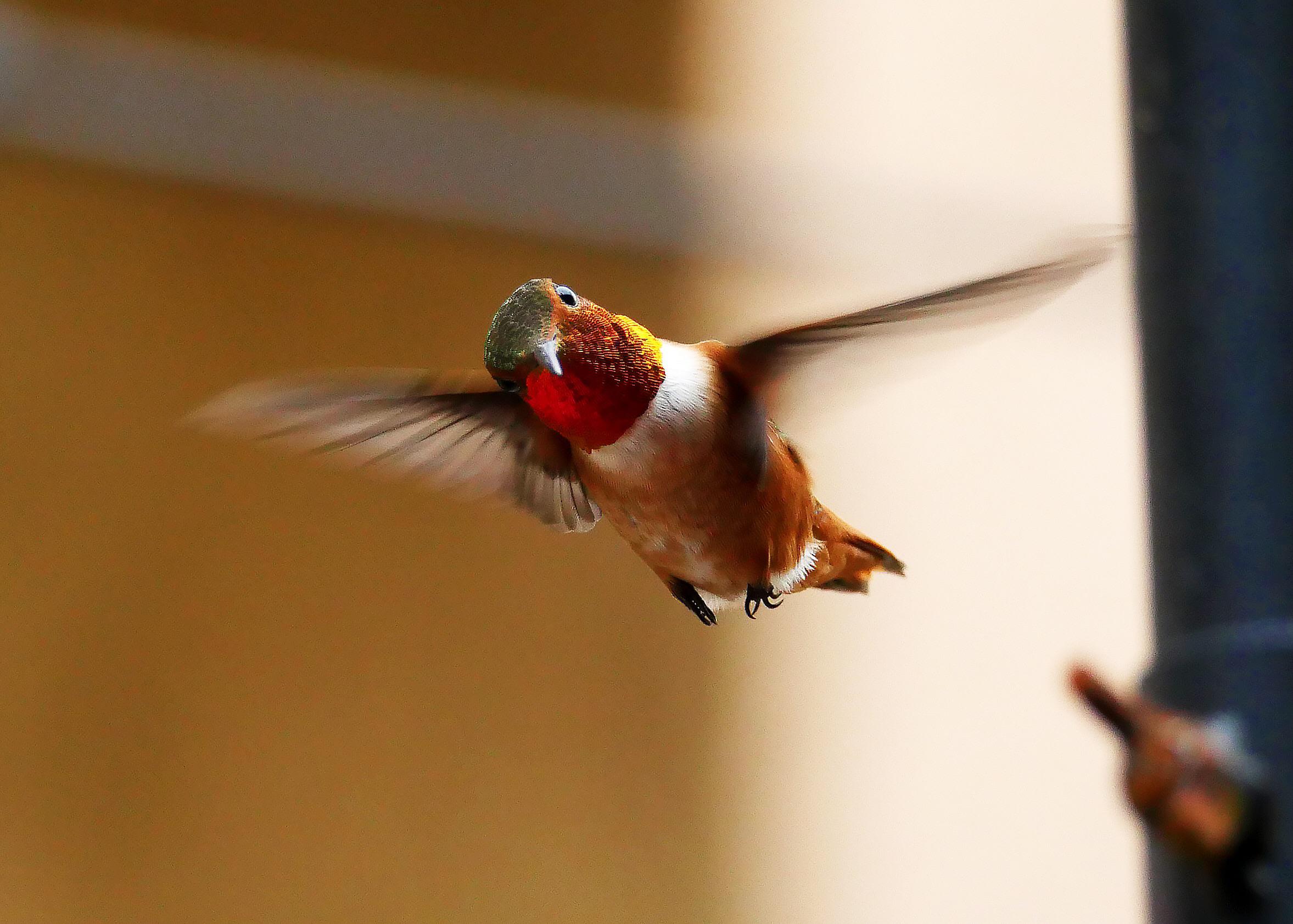 Hummingbird catching me take a photo of him | Scrolller
