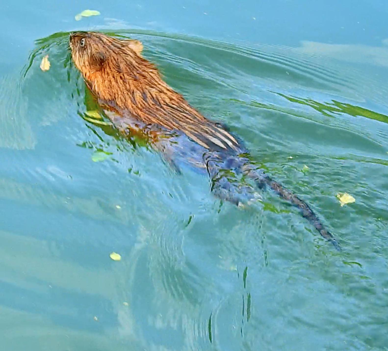 An otter like animal swimming in the river in western North Carolina