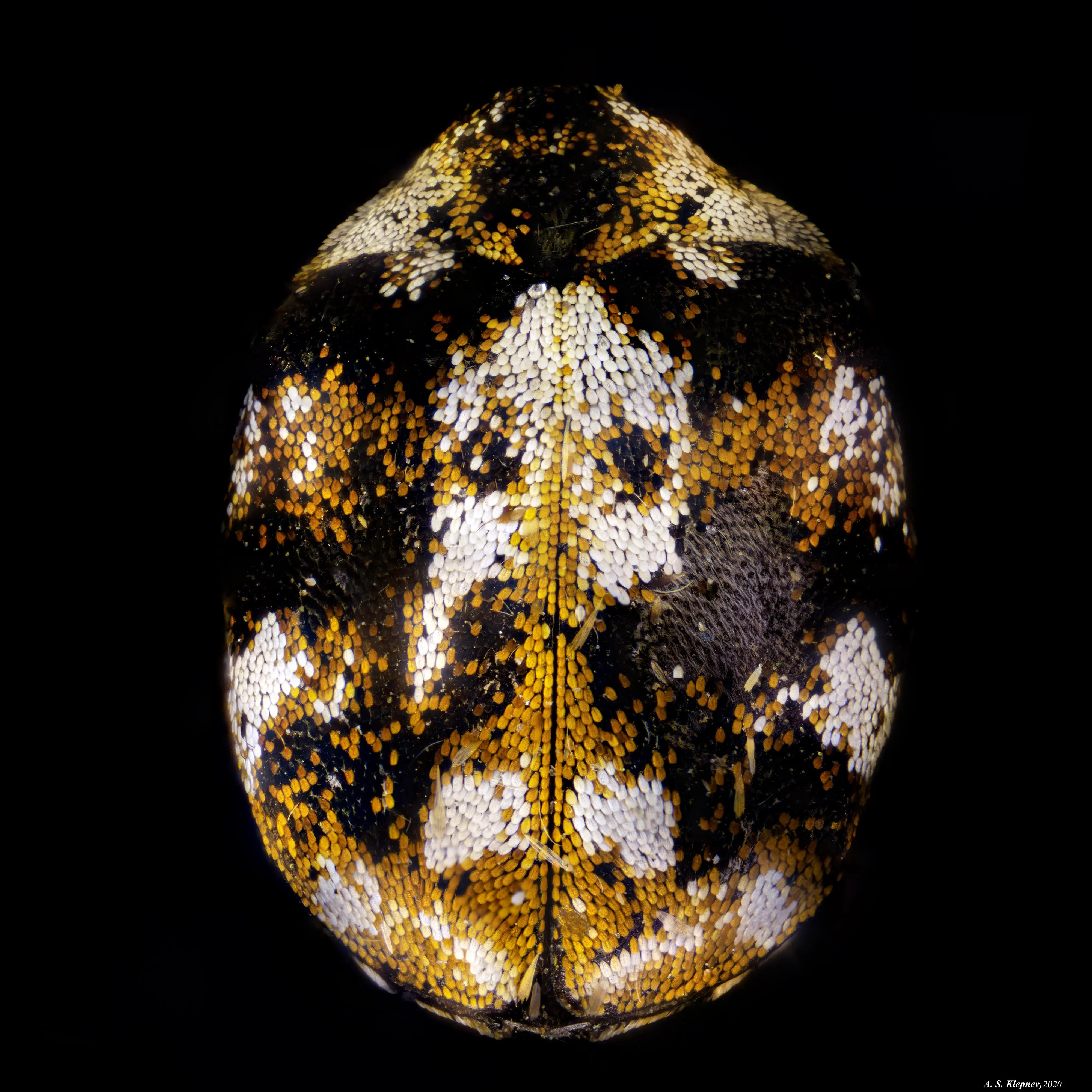 This beetle under a microscope kinda looks like Zappa. | Scrolller