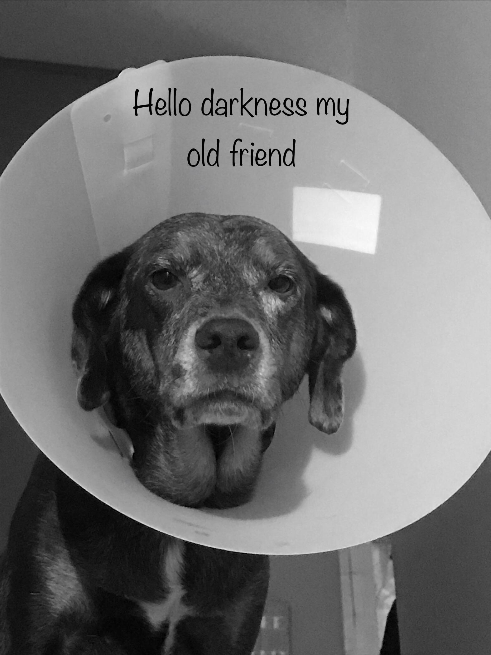 Asa chewed out her stitches, my 11 y/o daughter made her a meme