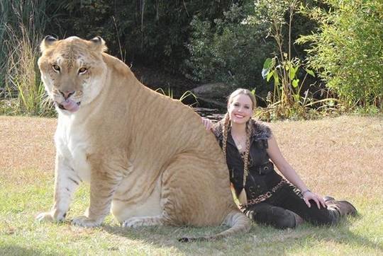 At 922 pounds, Hercules the liger is the world's largest cat