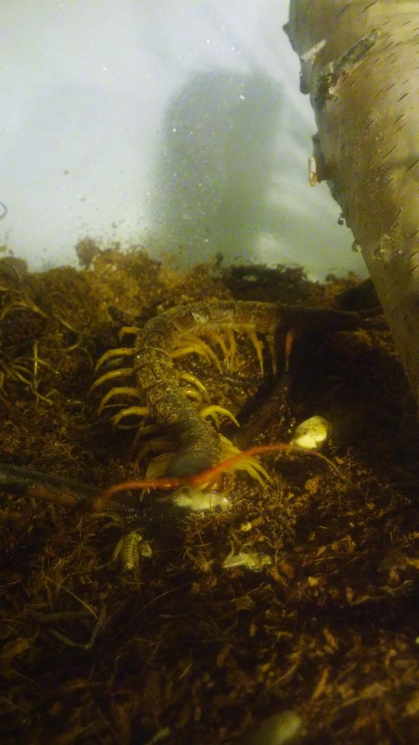 Awesome Shot of My Centipede Eating a Cricket!