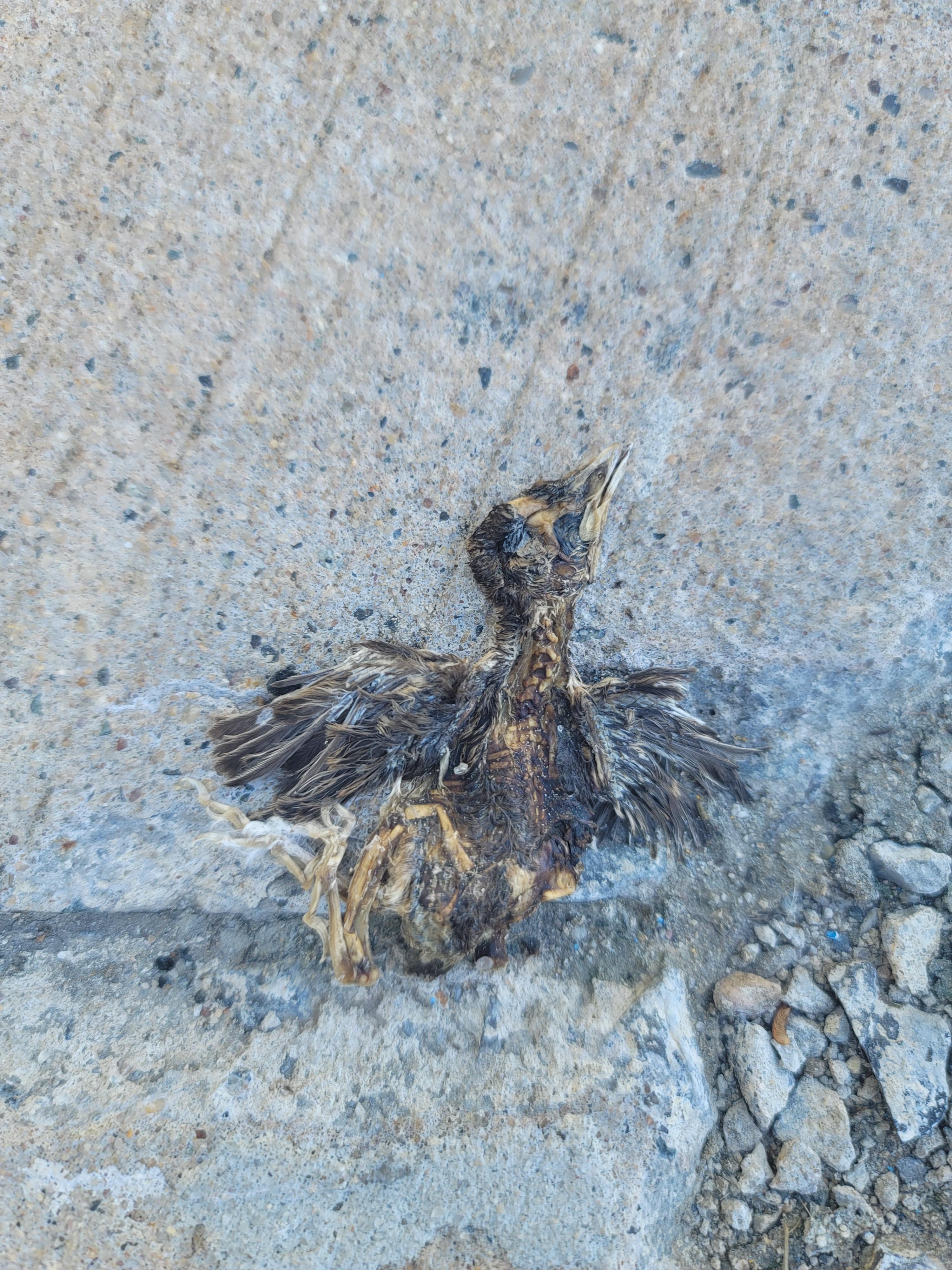 Baby bird stepped on, flattened, and long Scrolller