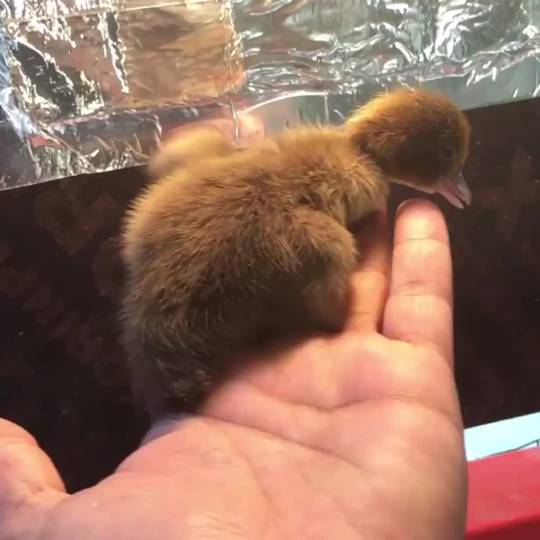 Duck In Hand Baby duck in hand | Scrolller