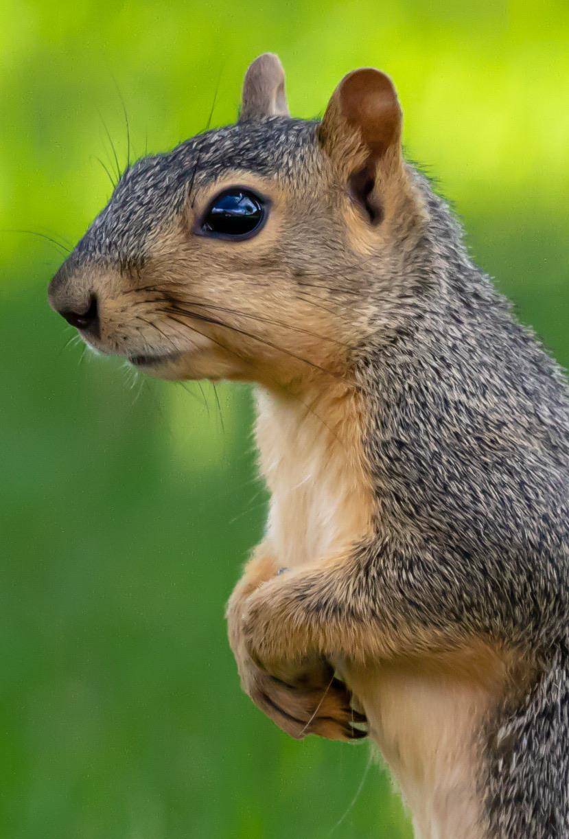 Backyard Wildlife Scrolller Backyard Wildlife Scrolller