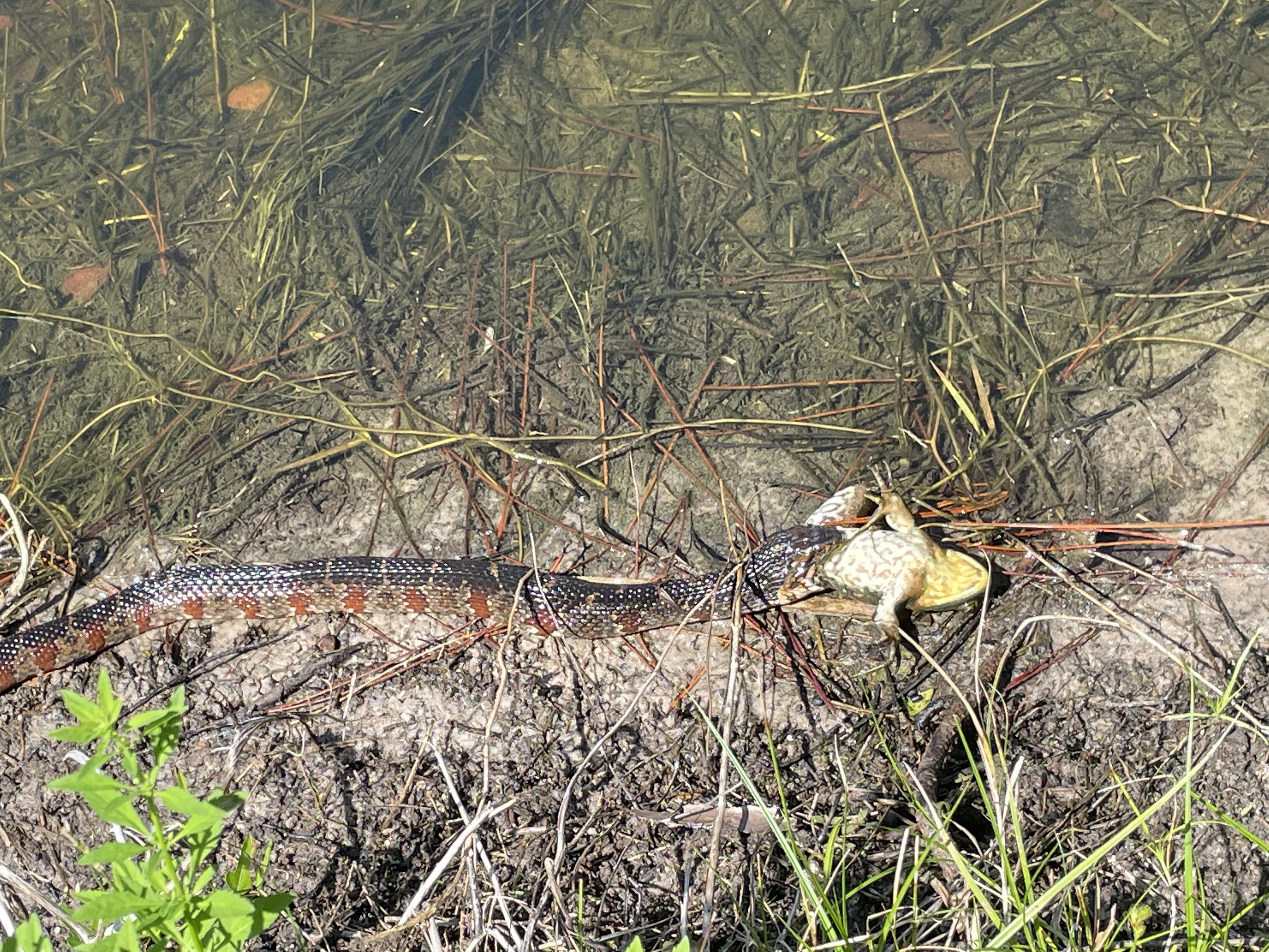 Picture of Banded water snake eating a bullfrog. | Scrolller