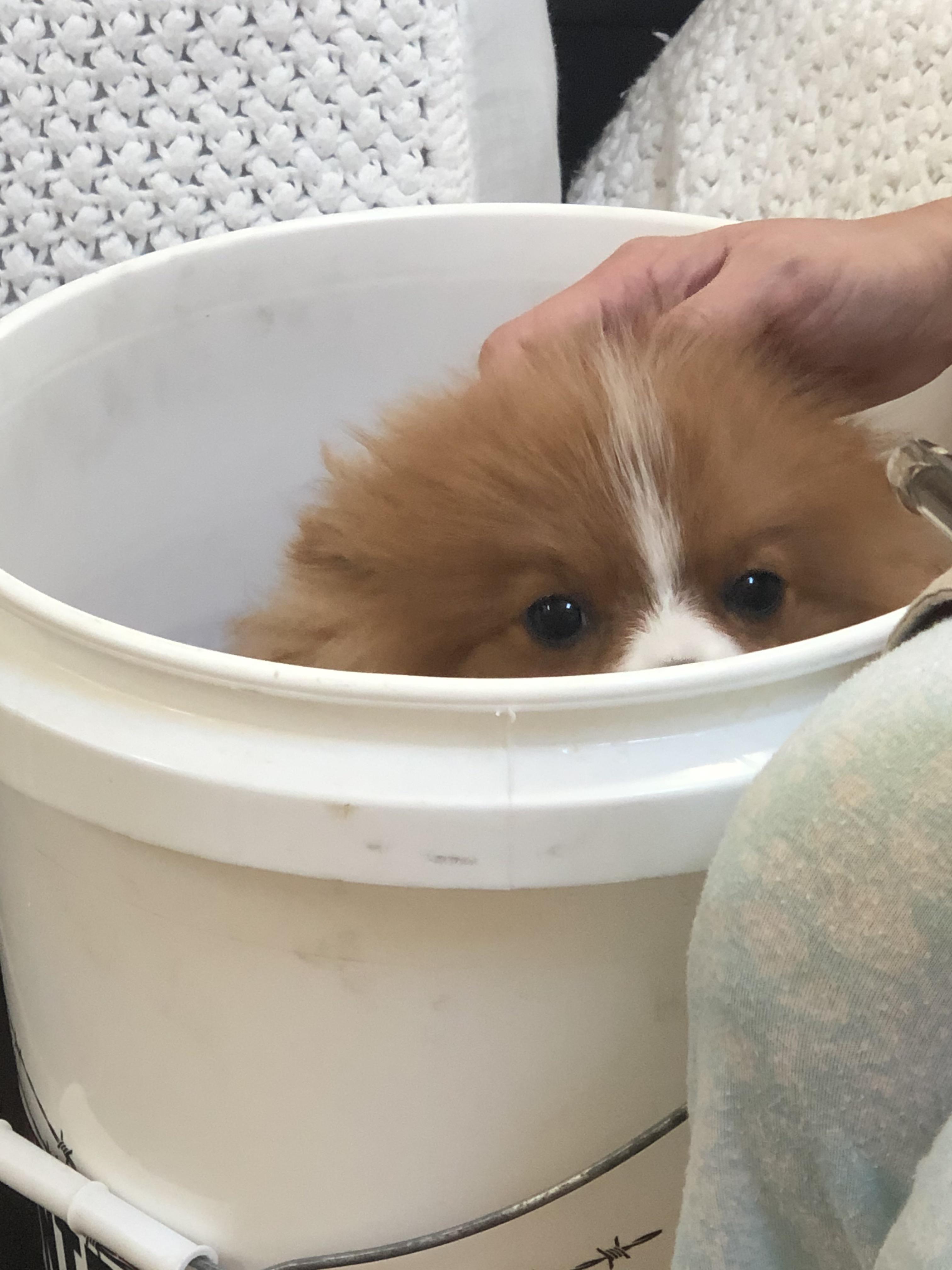 Bath time (he’s too small and rambunctious to use the whole bathtub ...