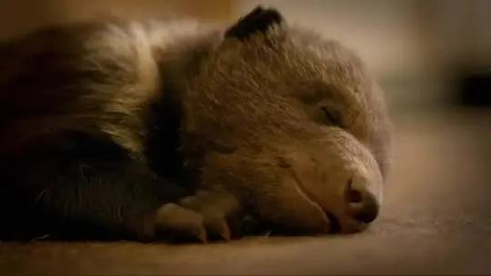 Bear: the beginning