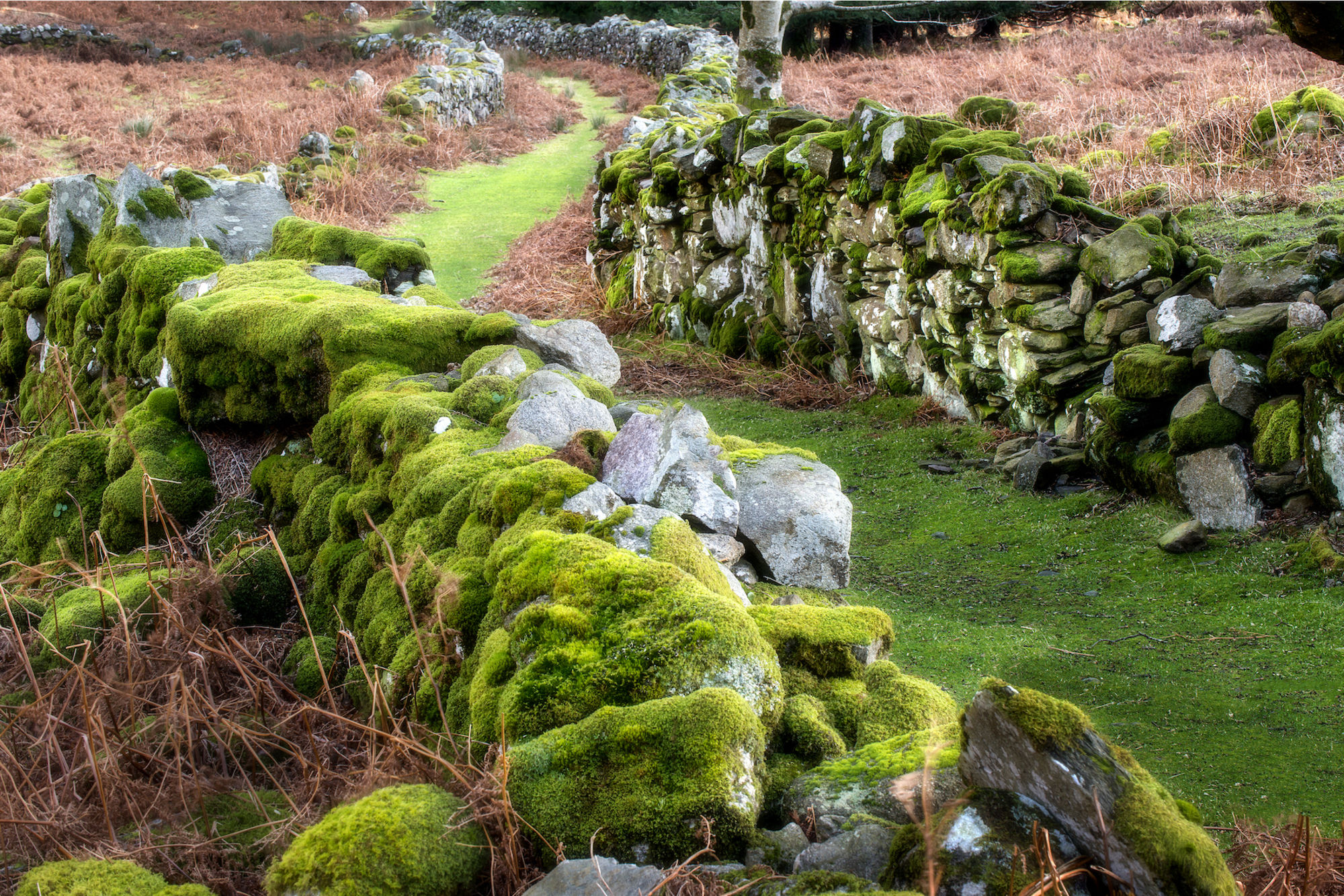 beautiful moss on rocks. | Scrolller